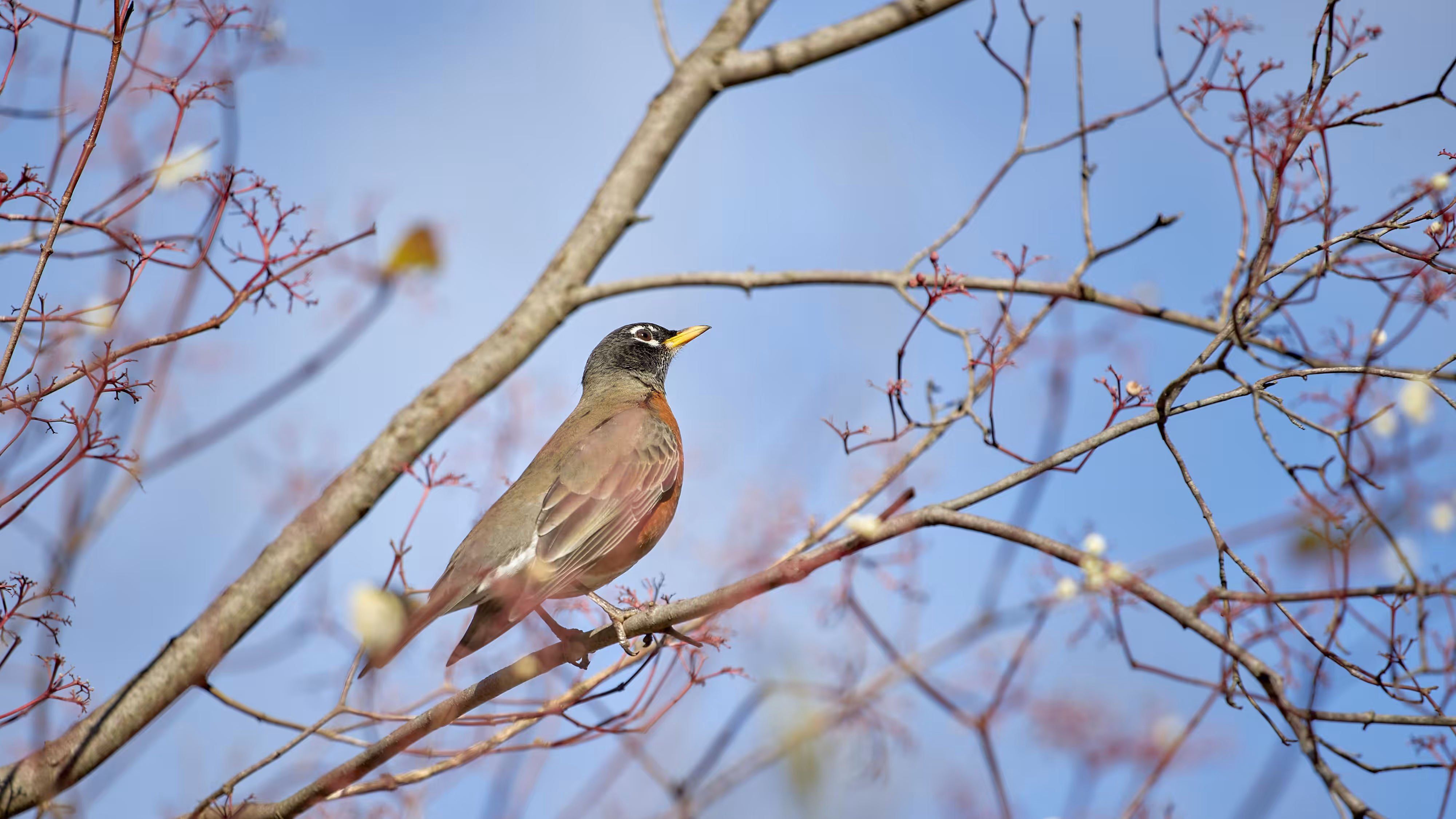 Photos: Look to the sky