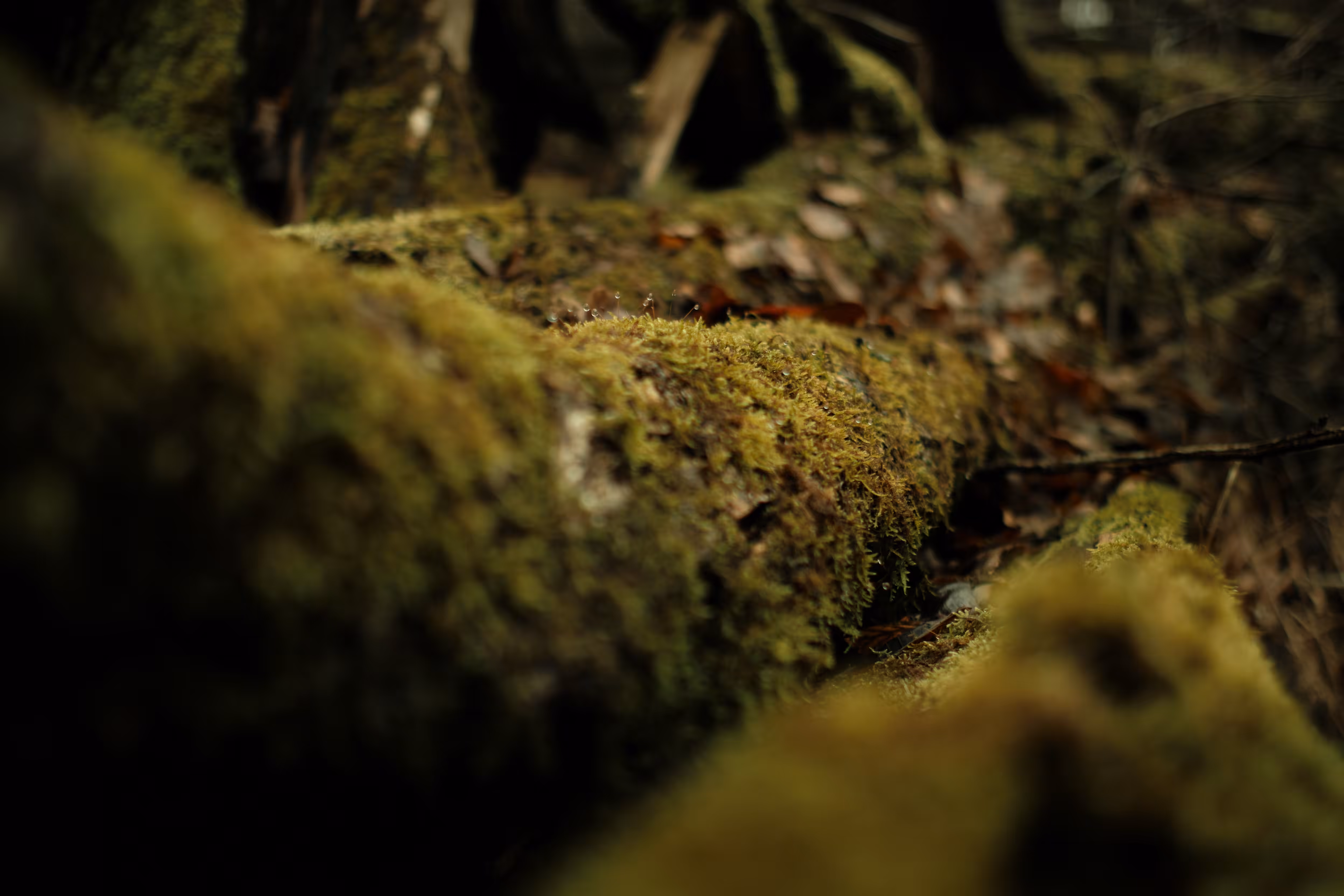 The tree's second skin