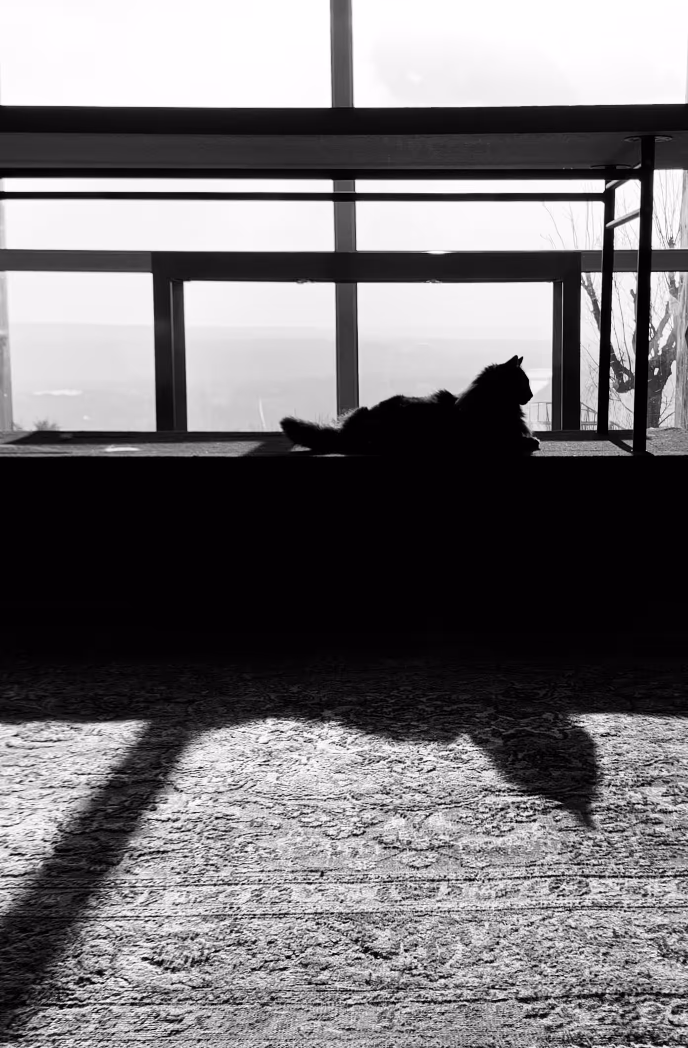 In the Distance Between Light and Shadow, You