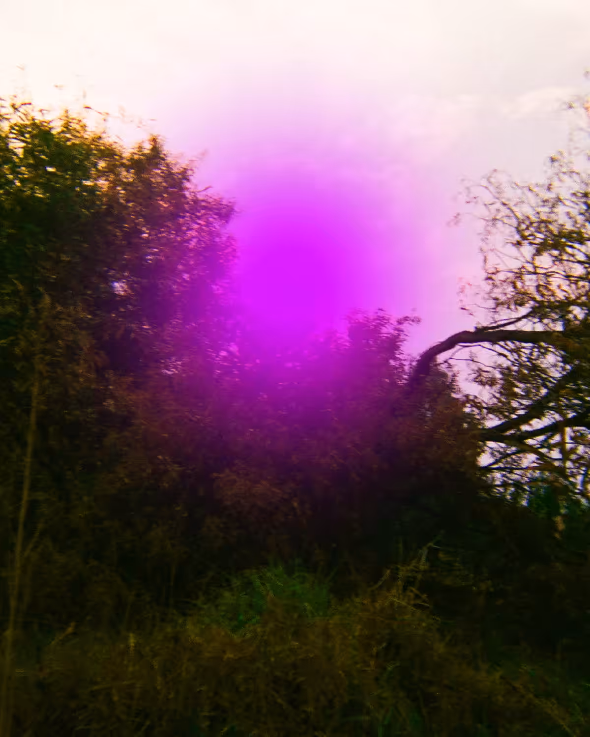 a forest