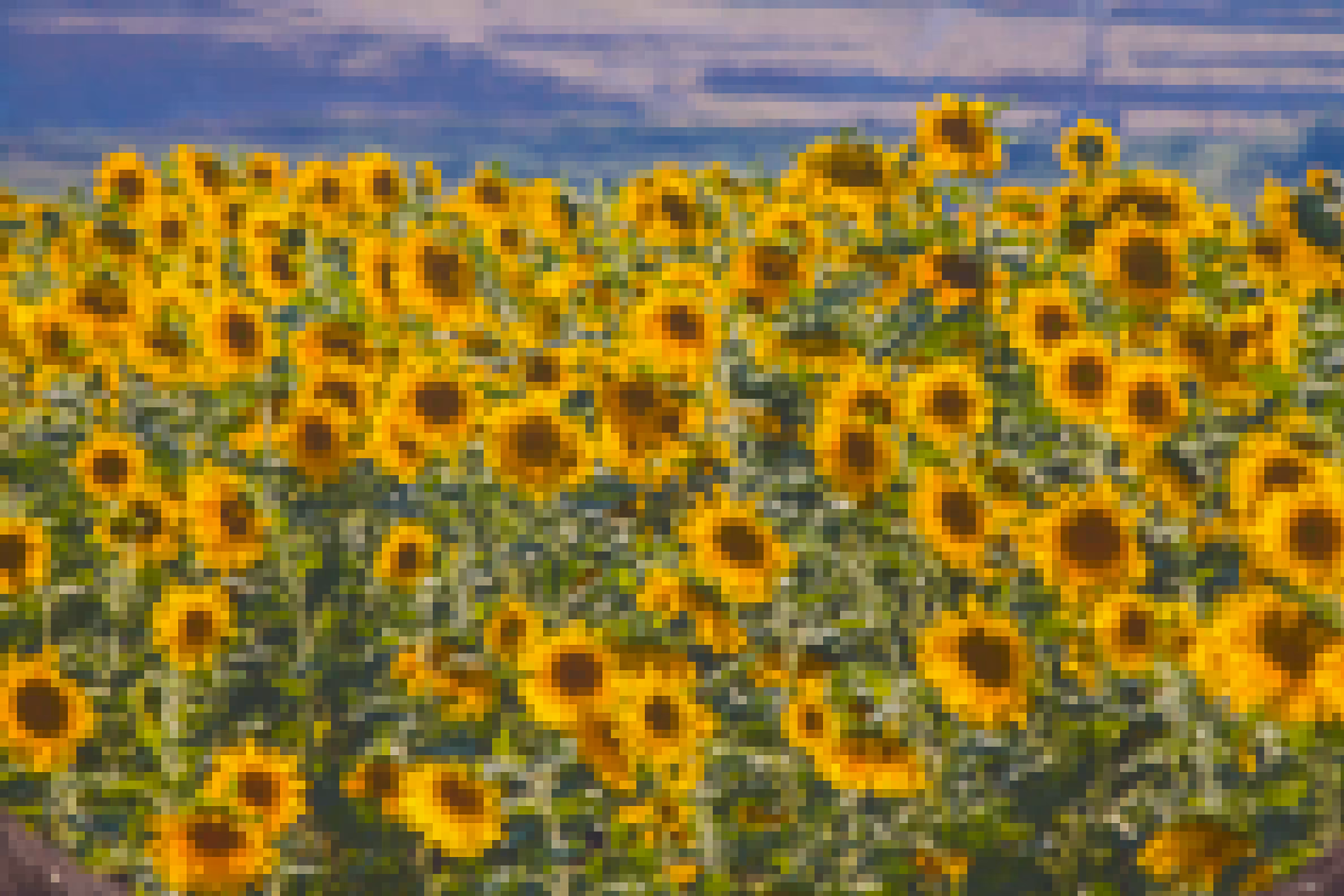 Sunflower Garden on Metaverse