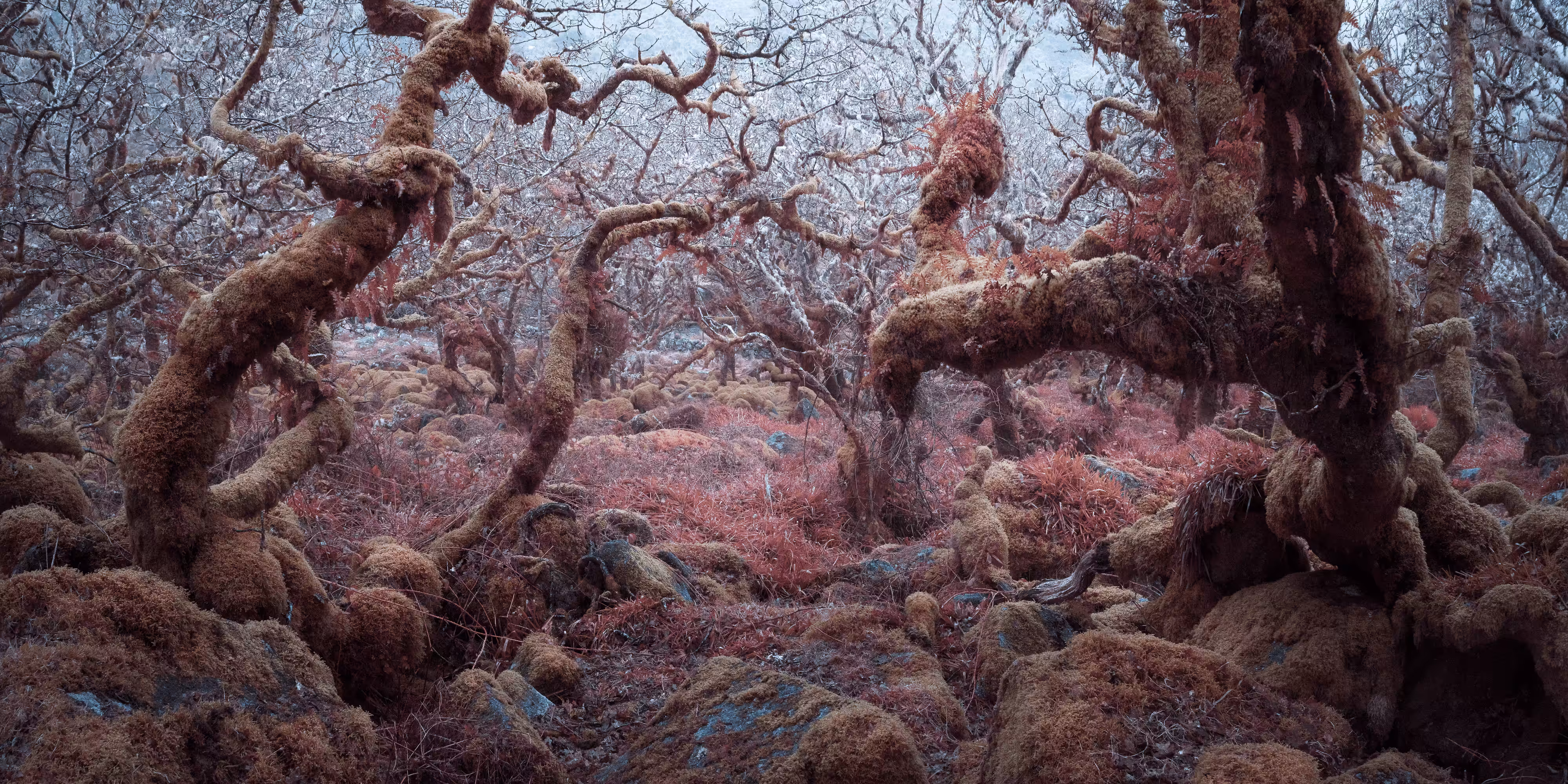 MYSTICAL SE-VI (ANOTHER WORLD II - AEROCHROME INFRARED)