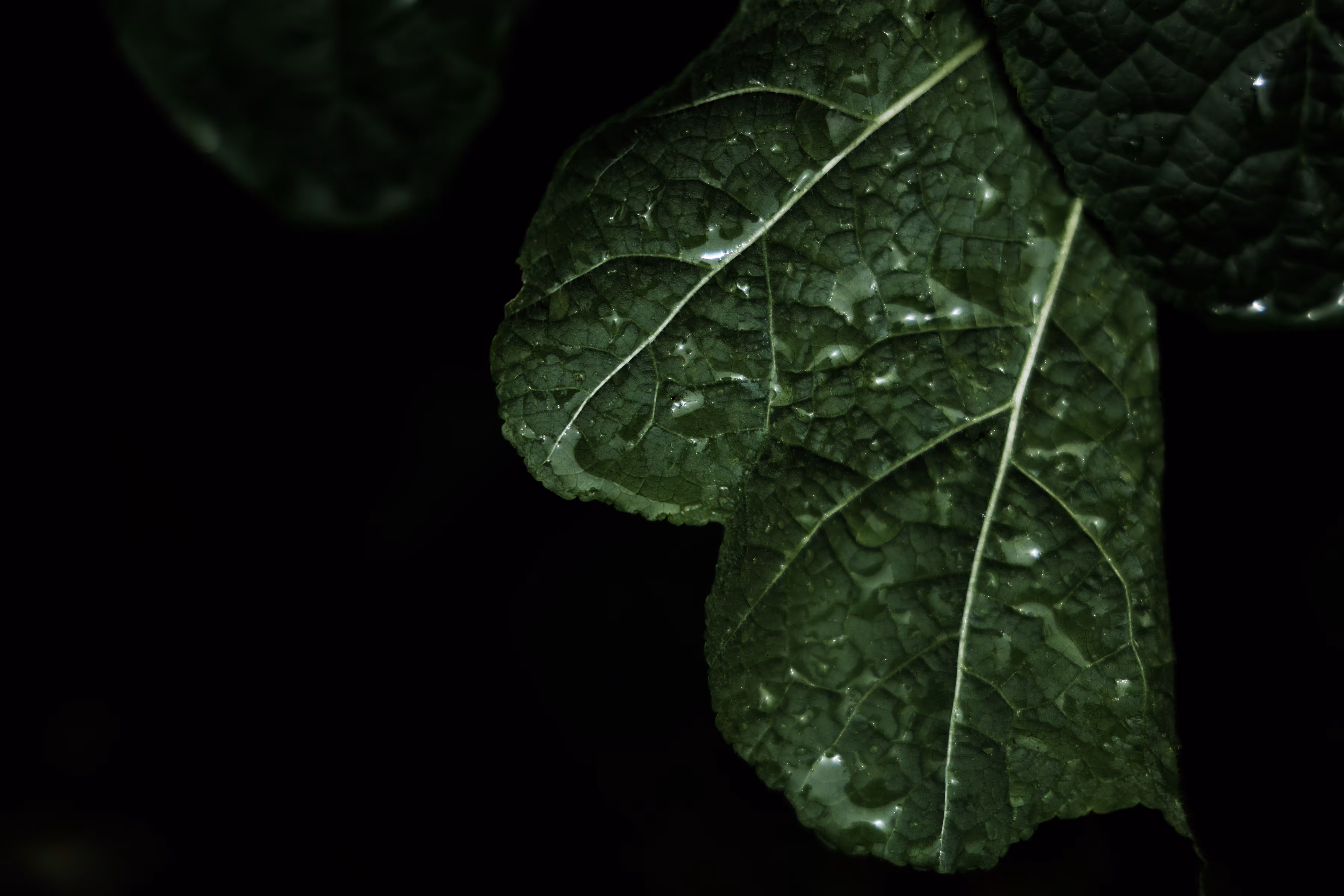_rev_elation: _flicker of clarity
