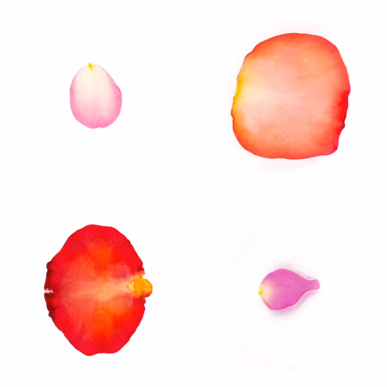 Infinite Petals 2x2#3769