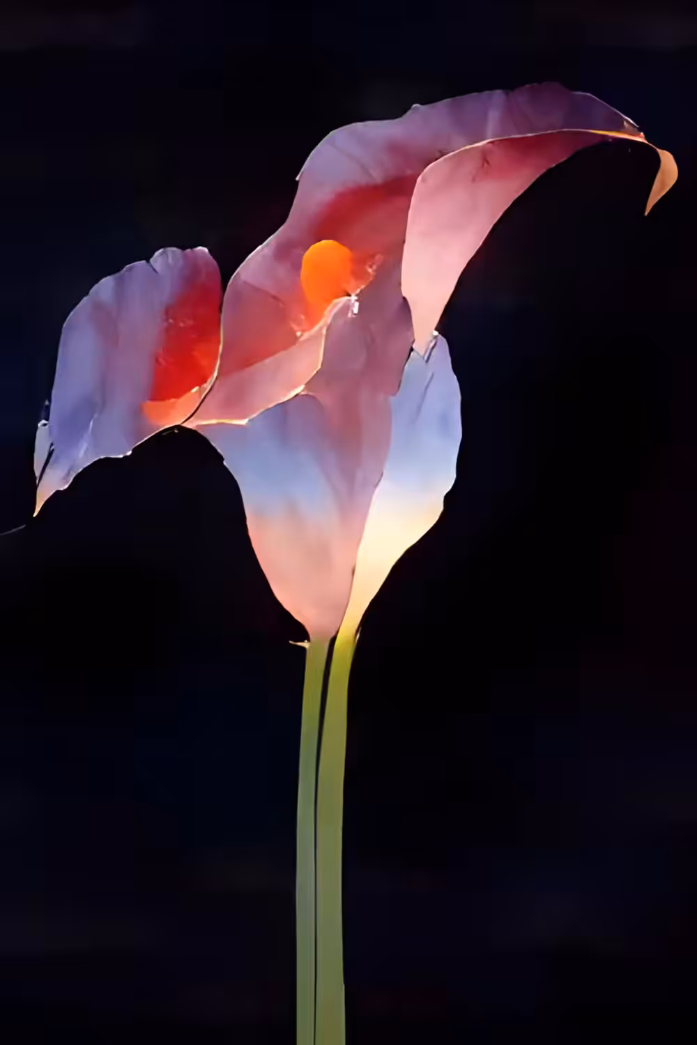 FLOWERS 9