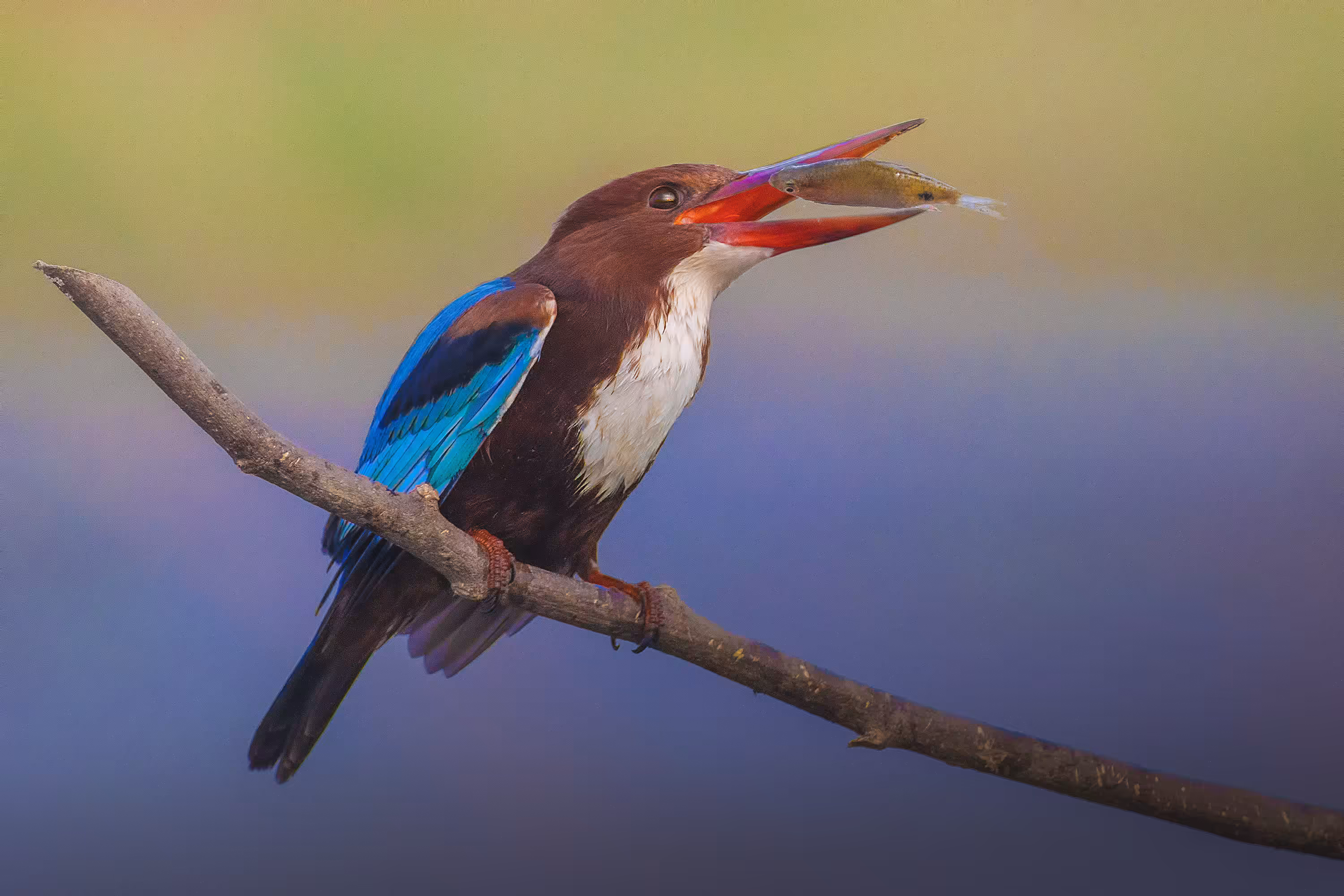 White Throated Kingfisher