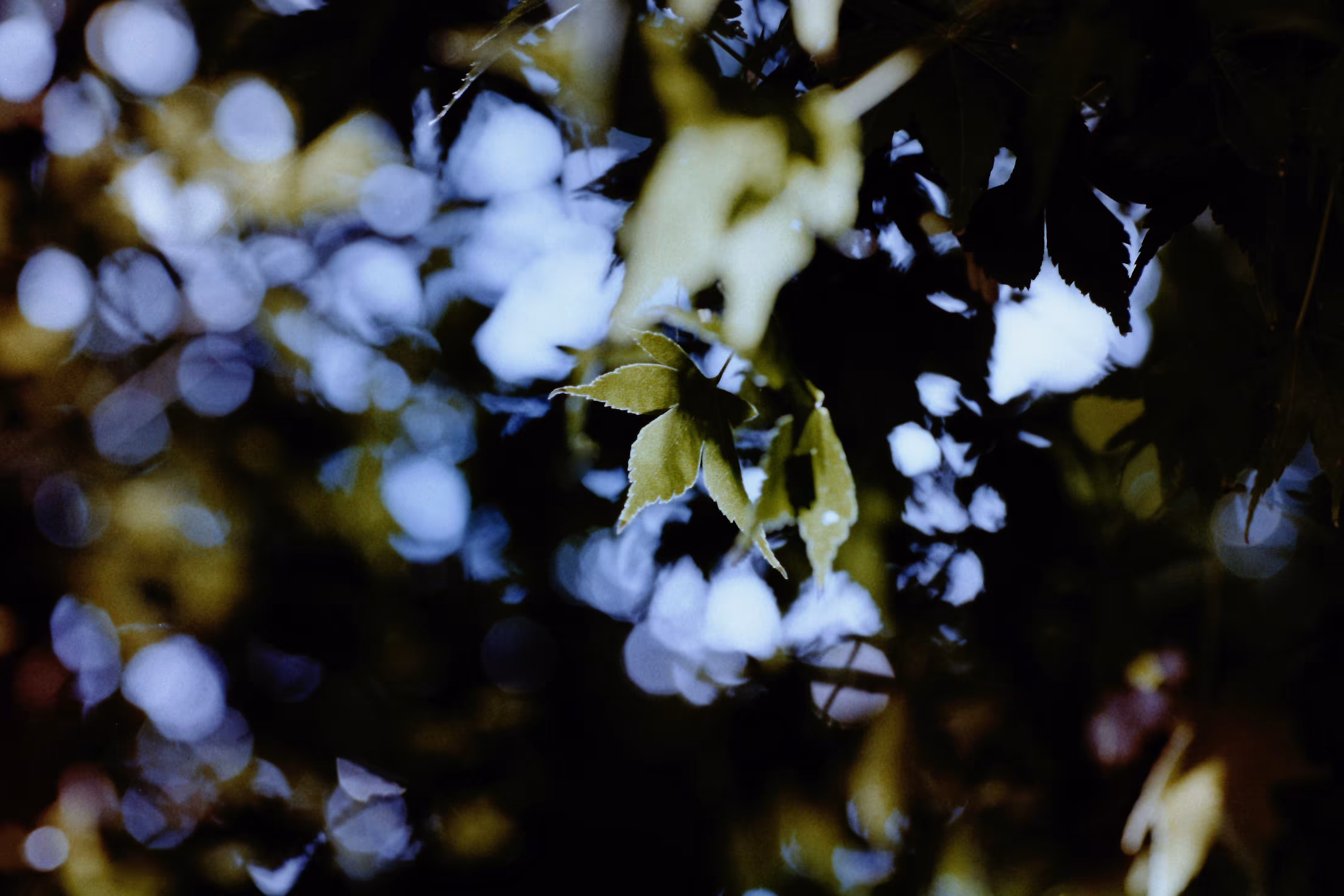 Heaven Series: The World of Film - Beautiful World