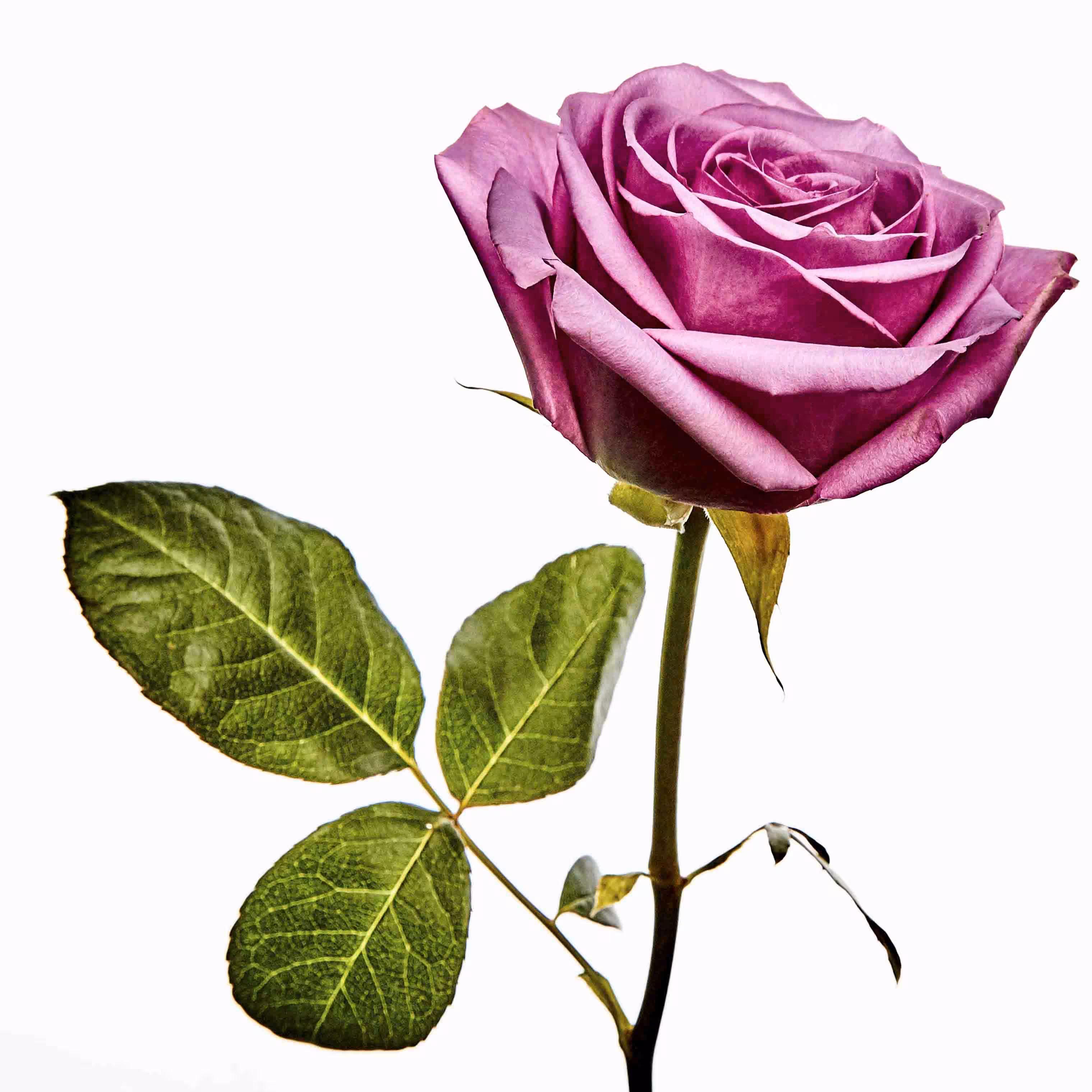 Flower #33