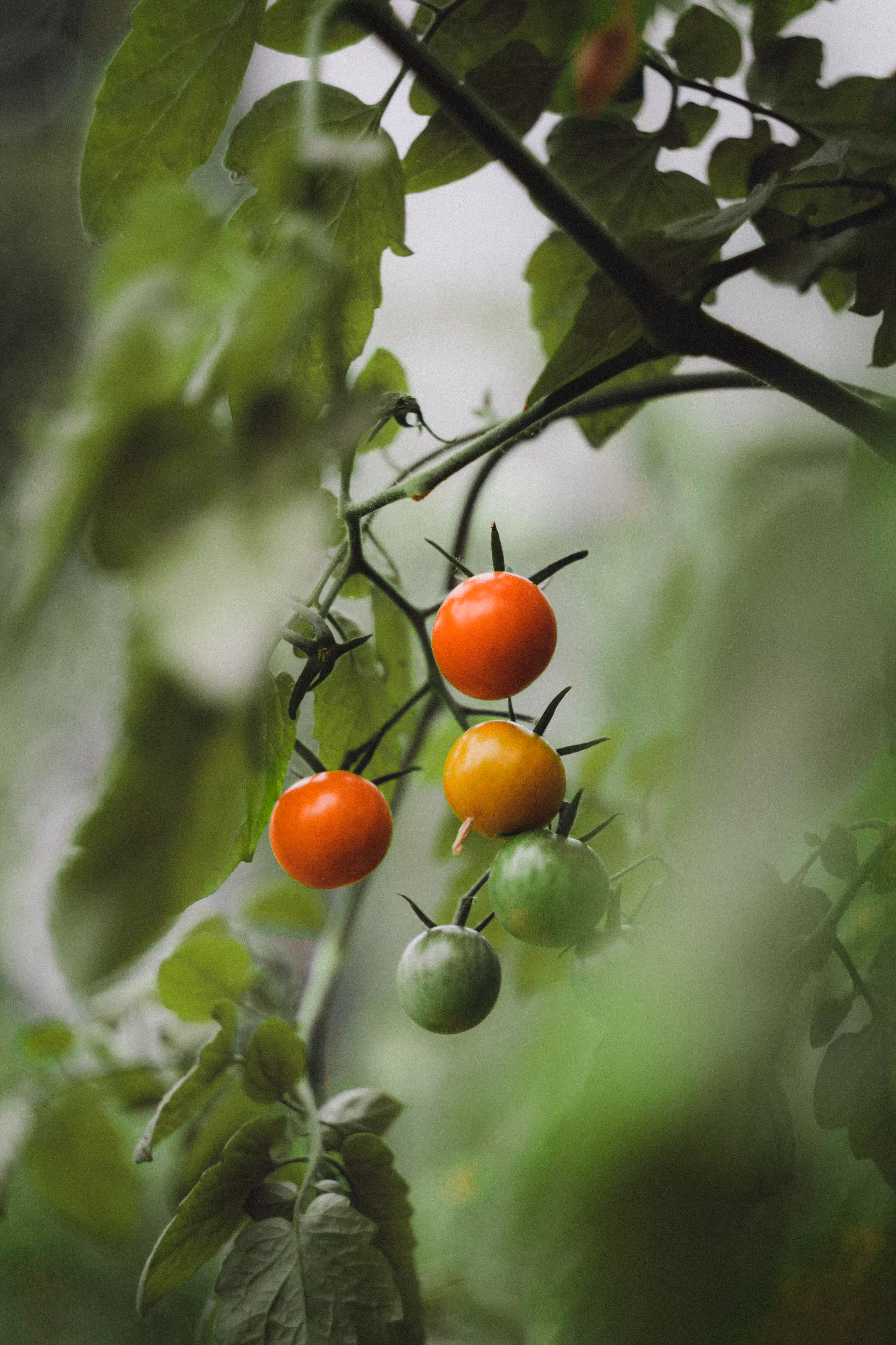 Harvest