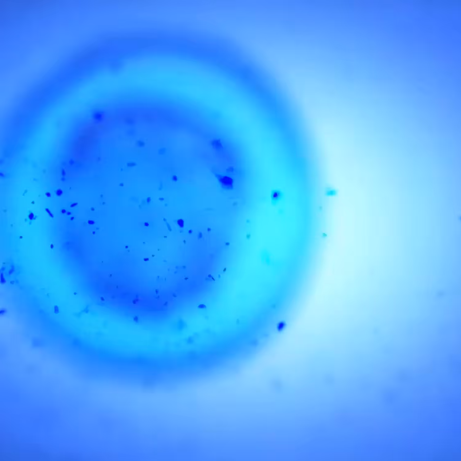 In Vitro