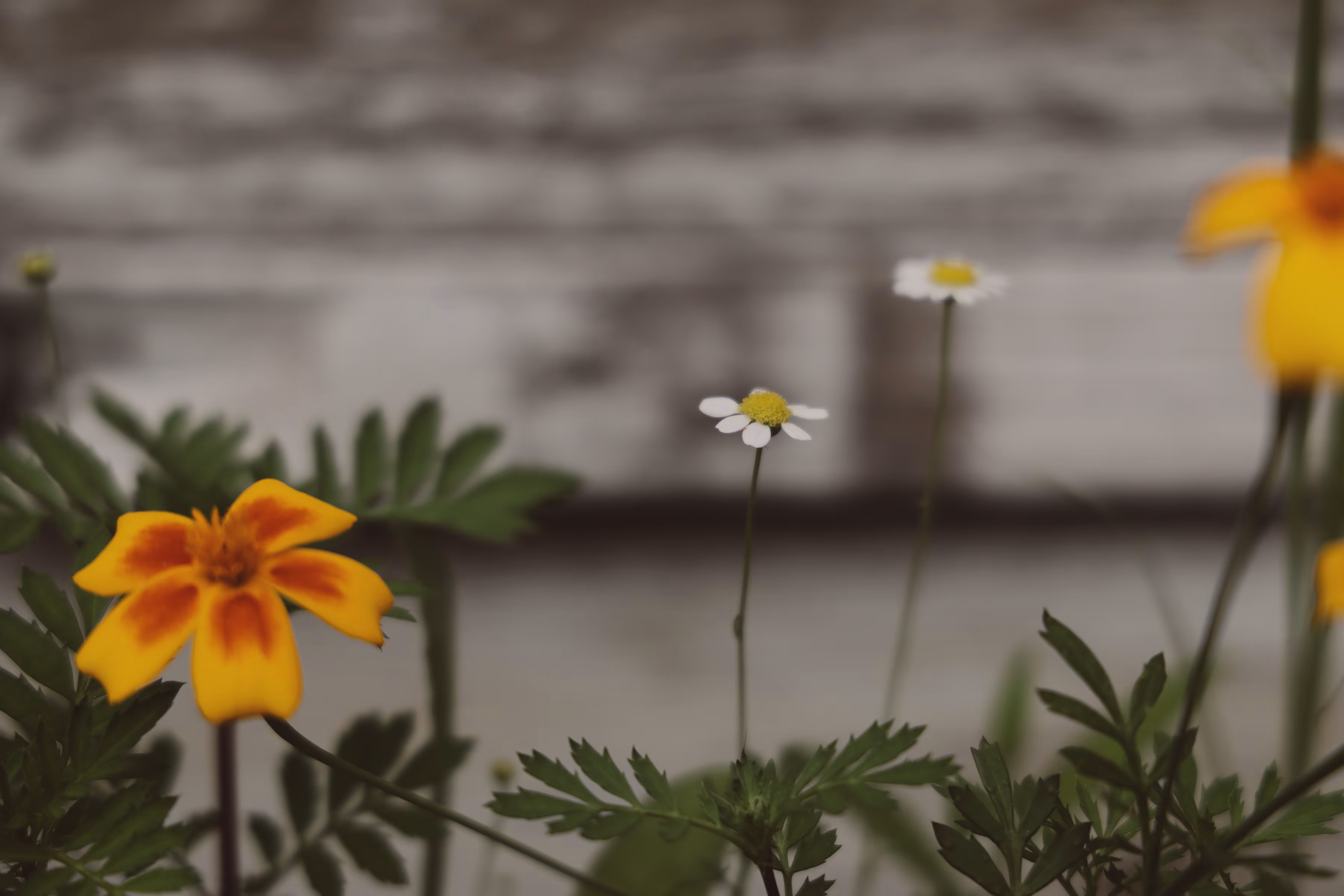 _tiny
