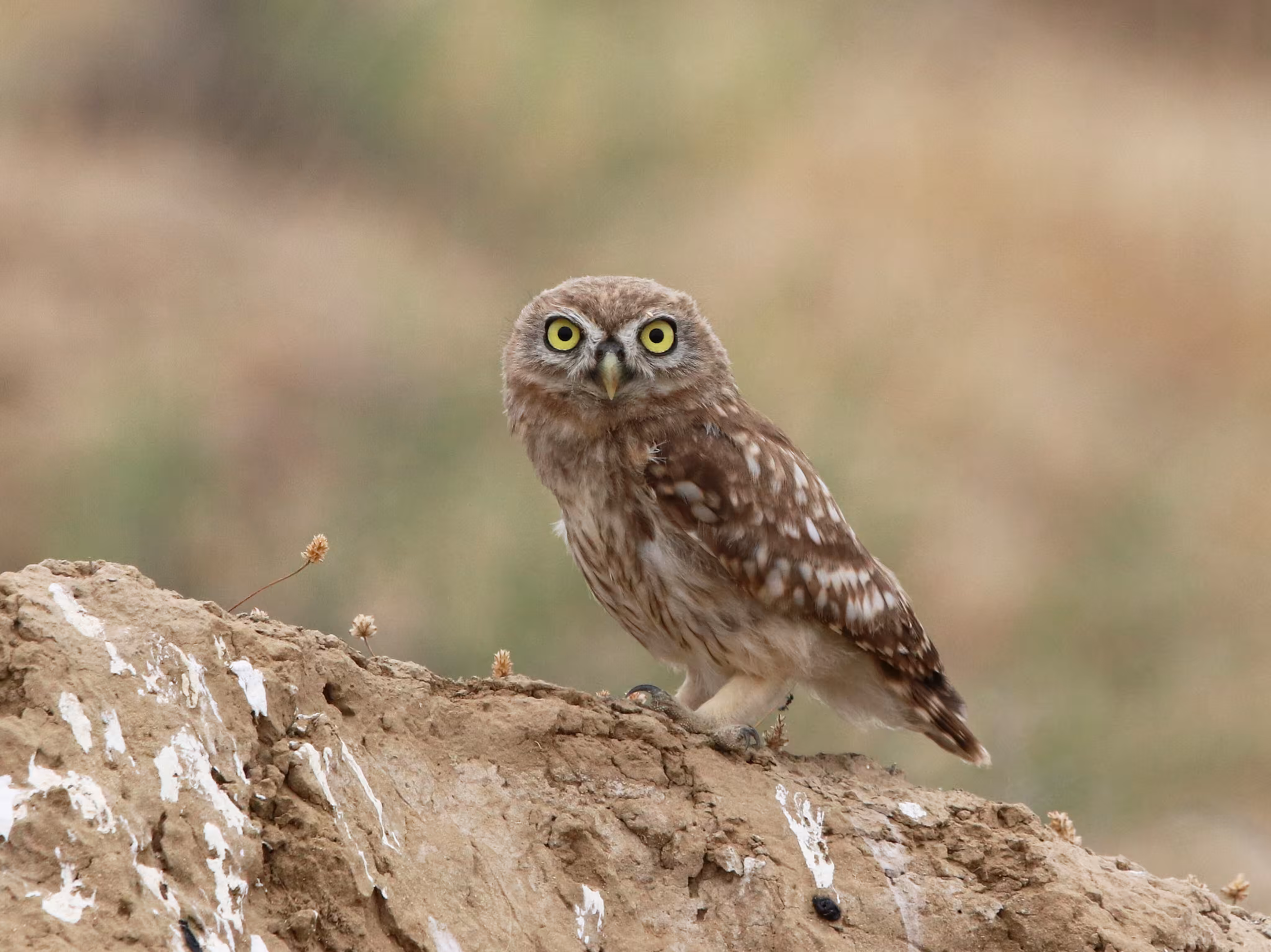 Little owl