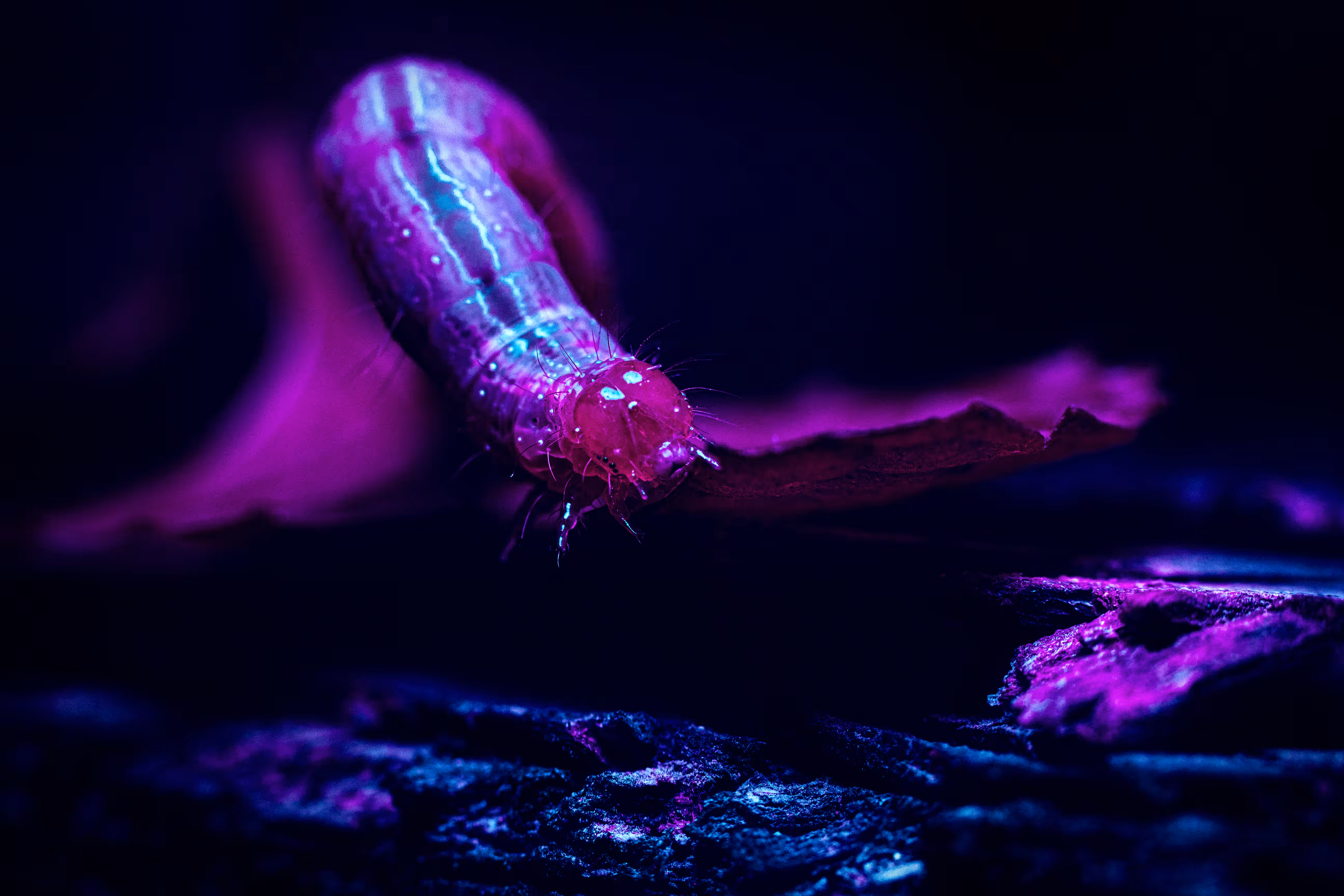 Space worm