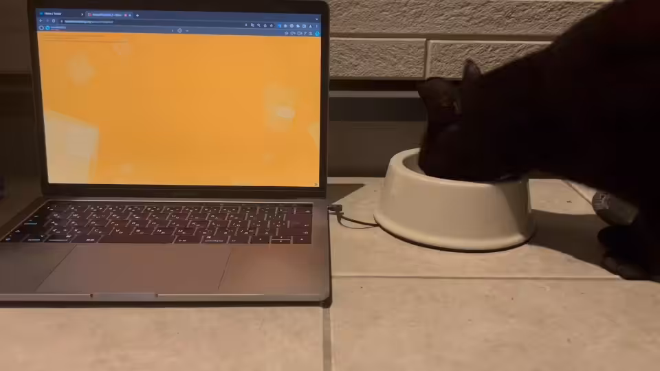 Cat Interaction #1