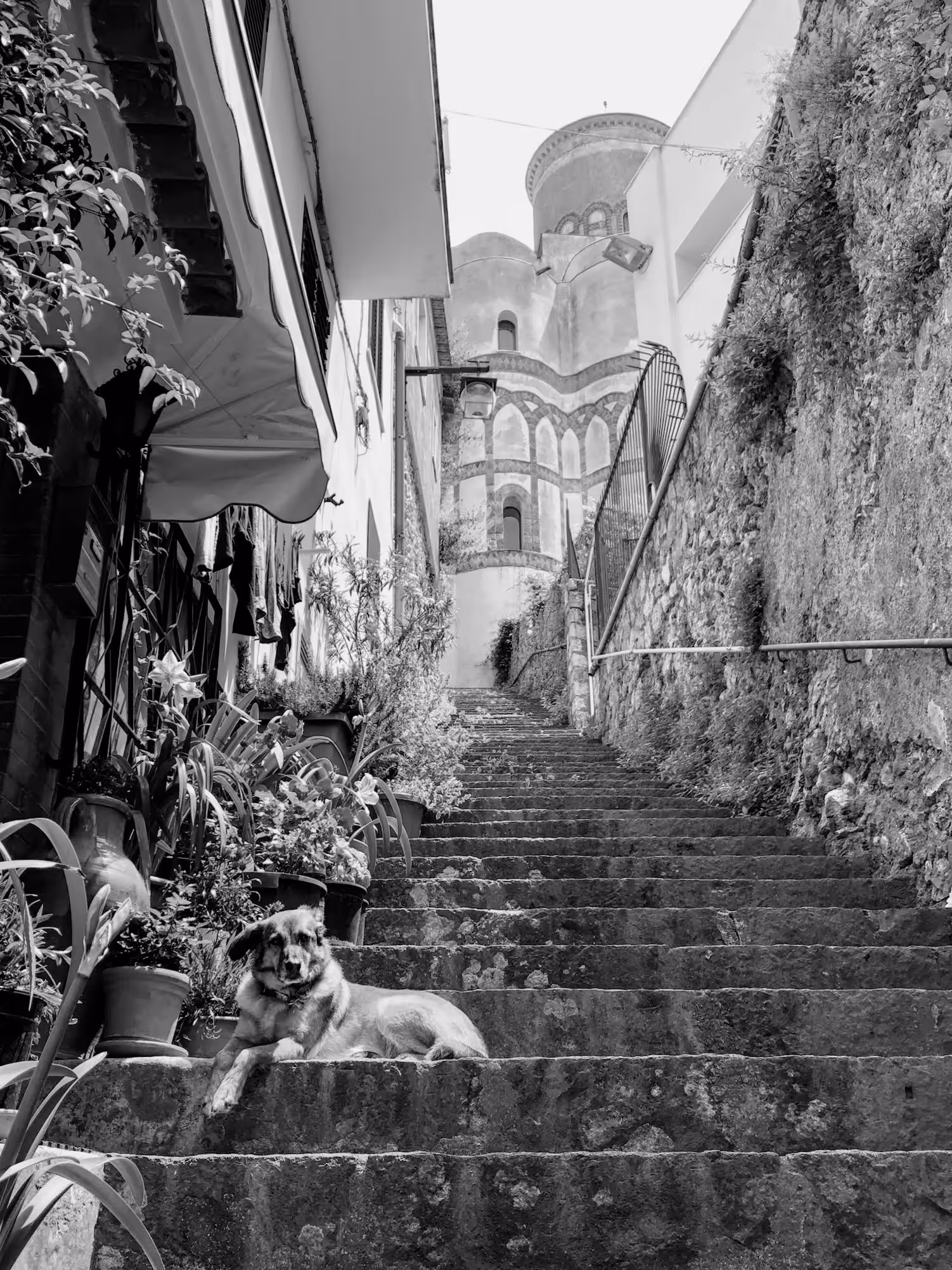 frittering: Ravello cane delle scale