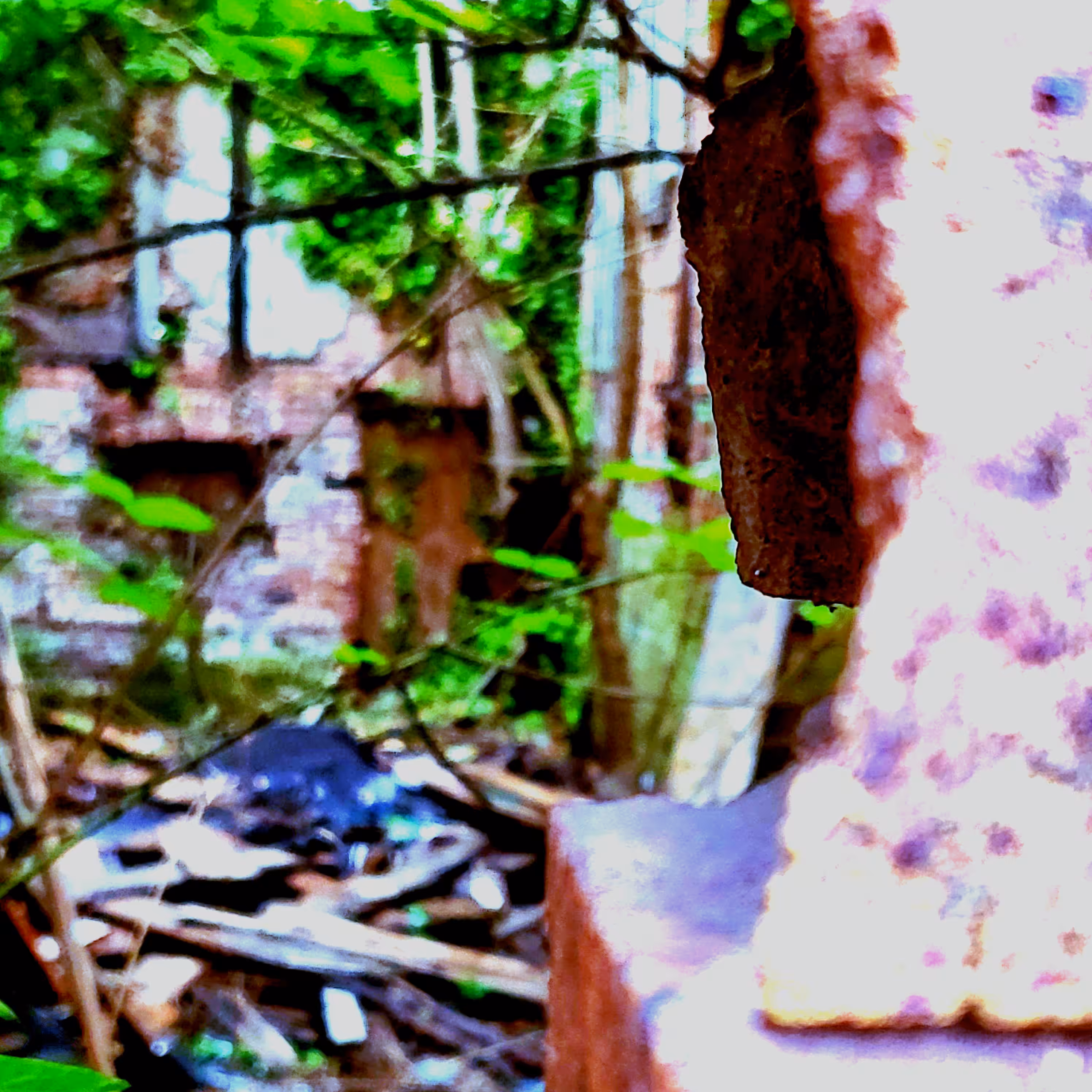 A Tree Grows in Baltimore