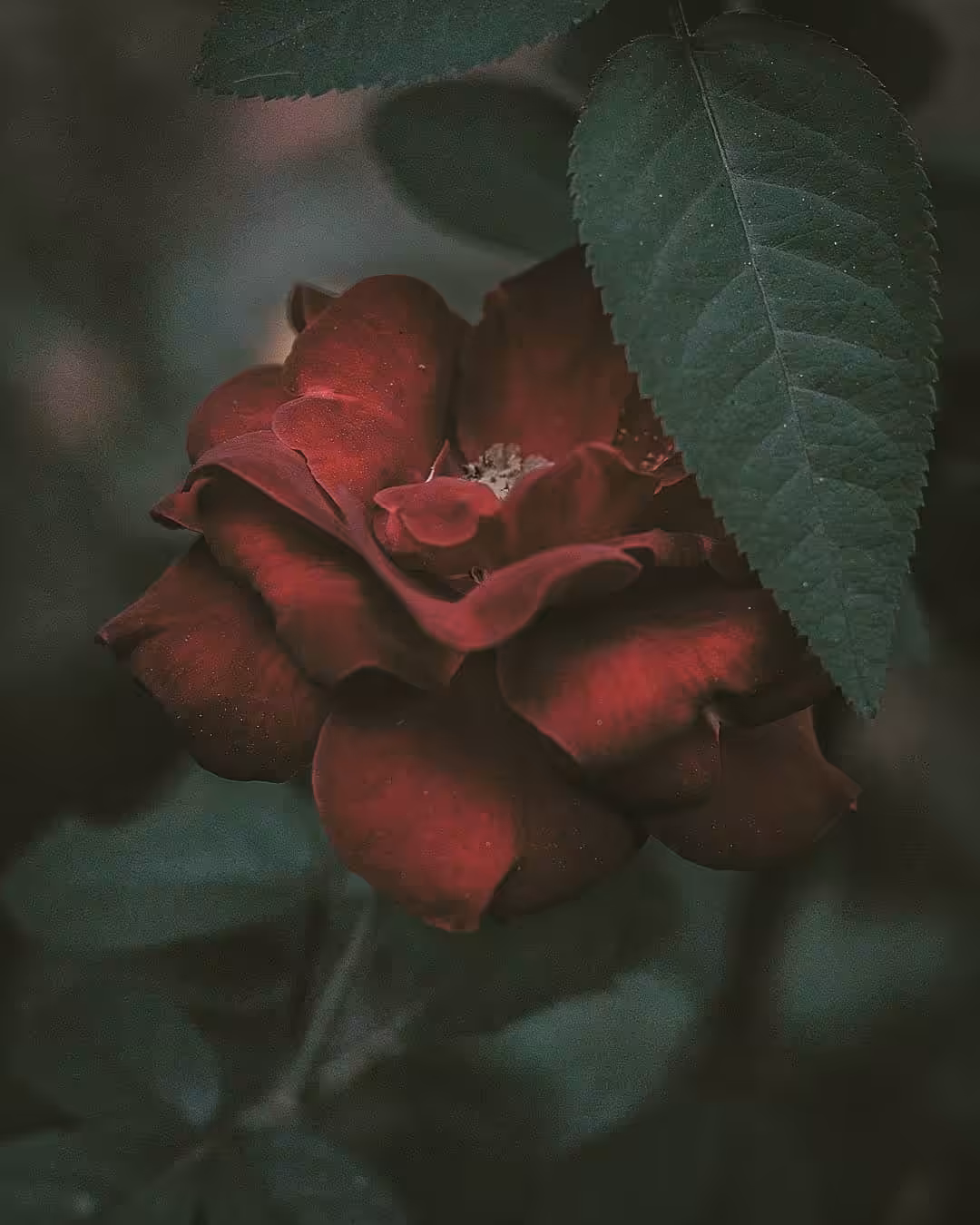 bloom #19