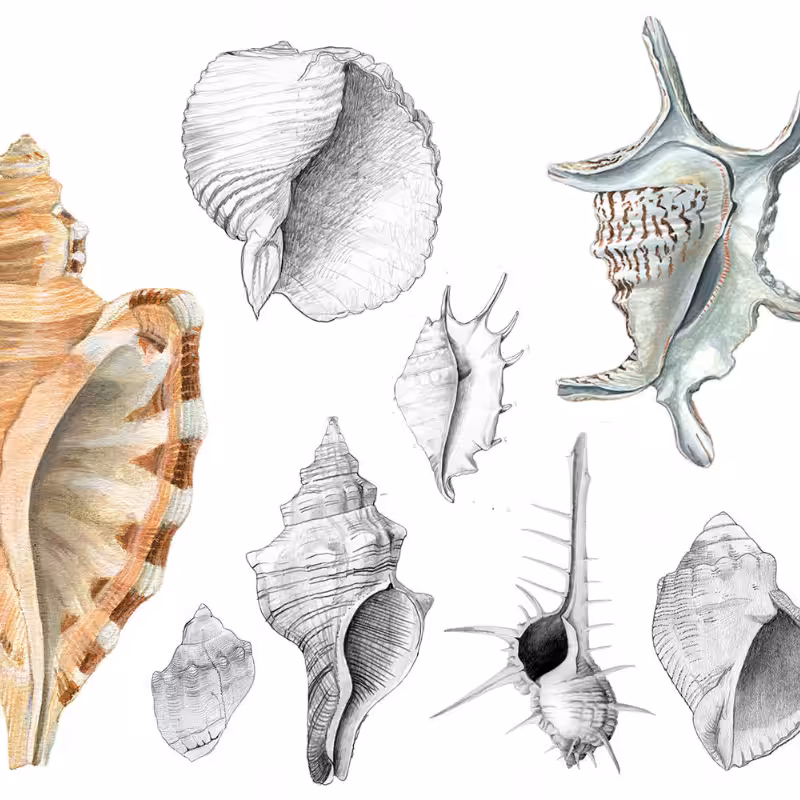 Malacology #6