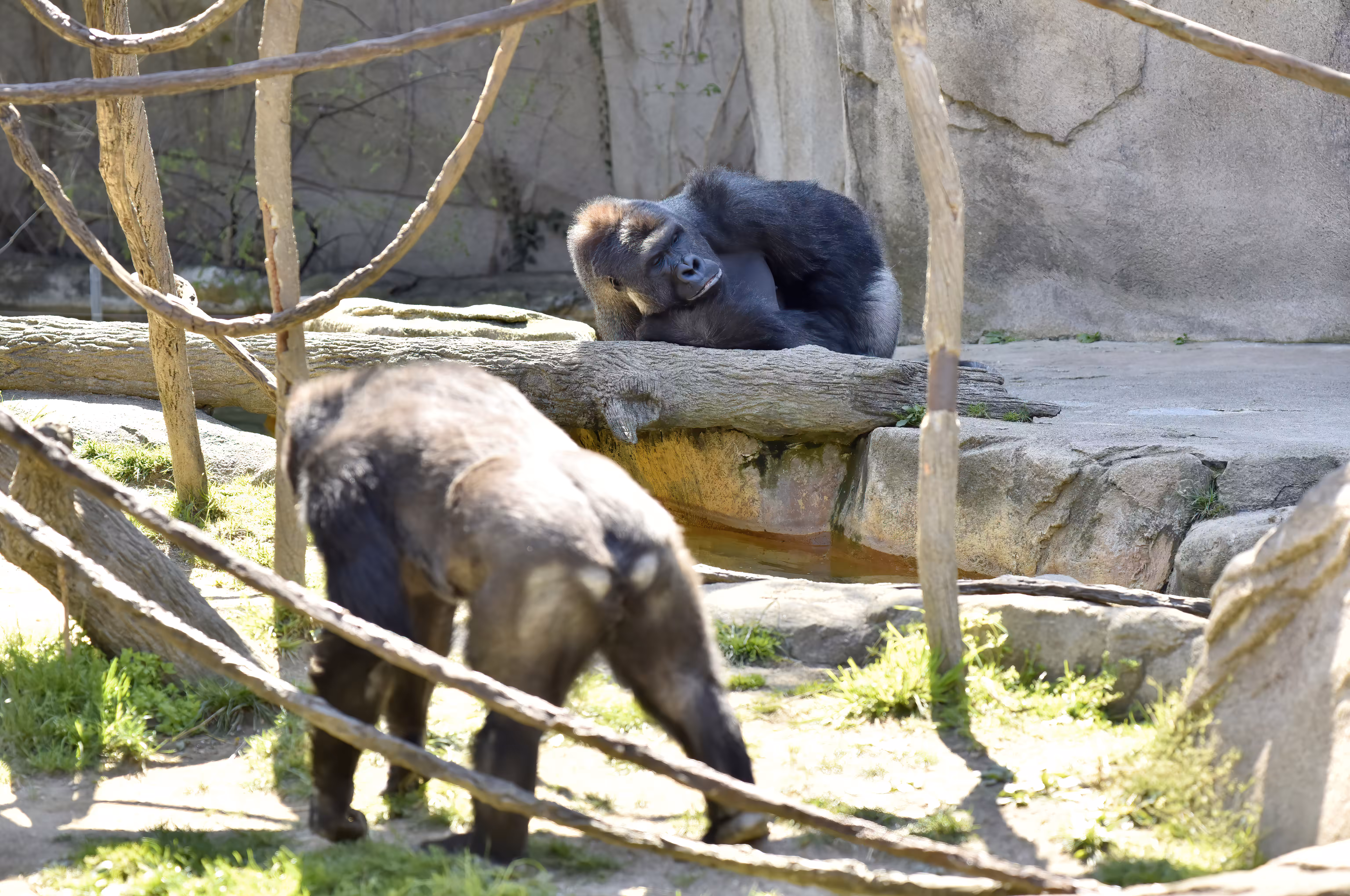 LEGENDS: HARAMBE: LEGENDS #284