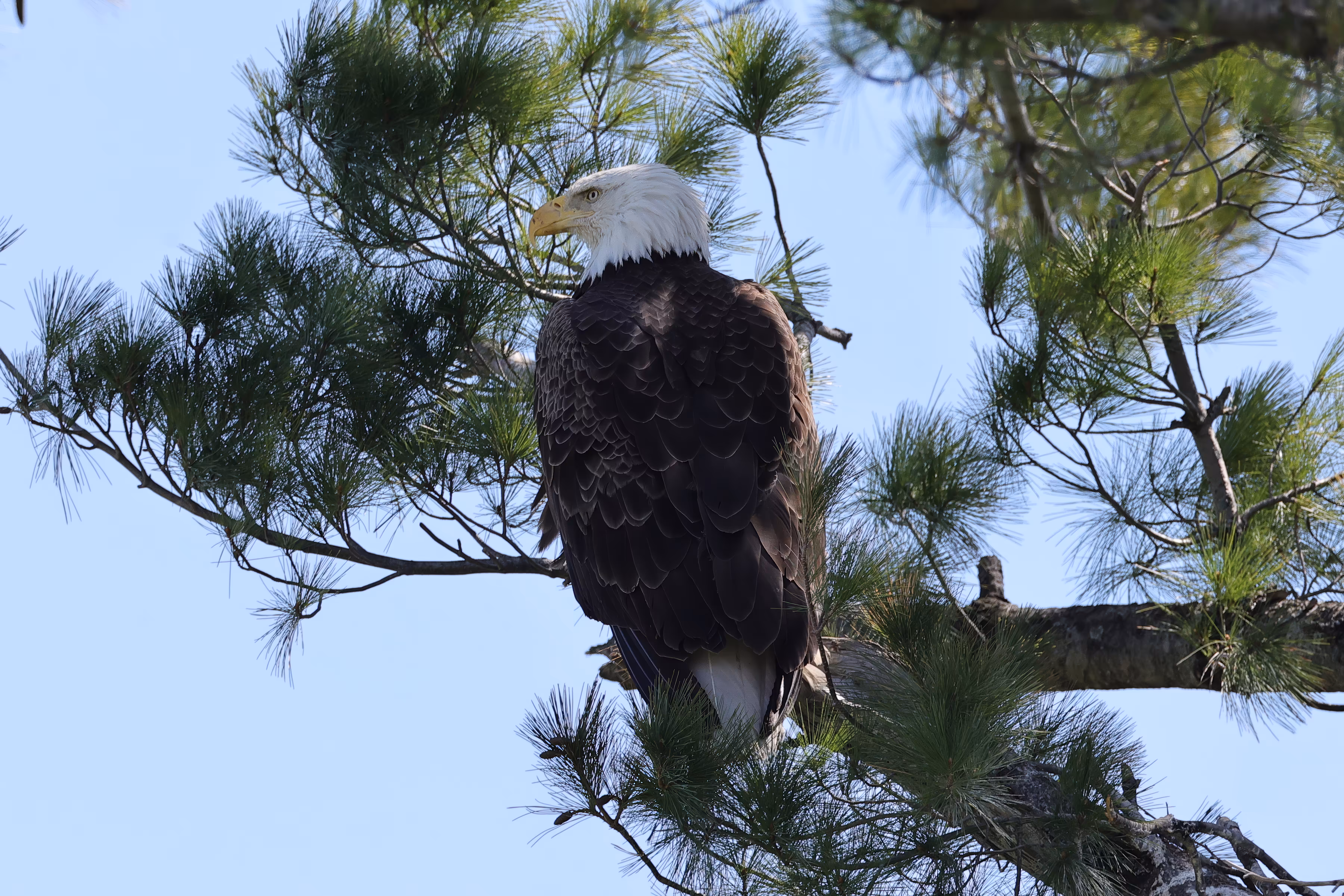 #OneToadPhotography: Bald Eagle - Defending the nest or just looking for food?