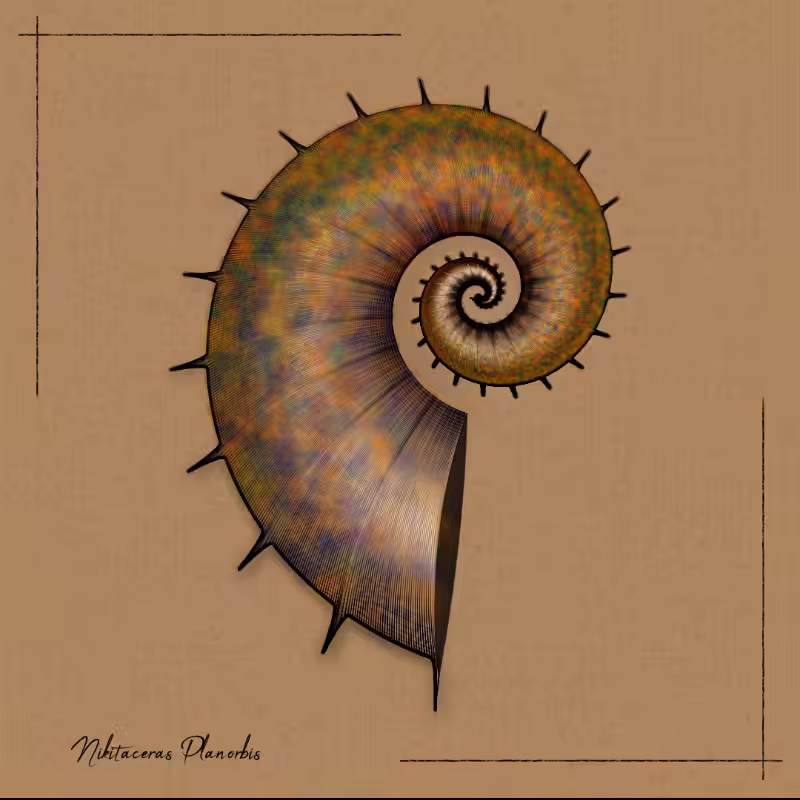 Ammonites #84