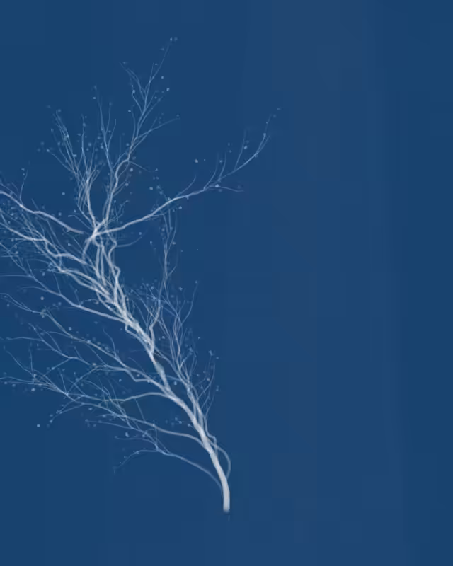 Cyanotypes #205