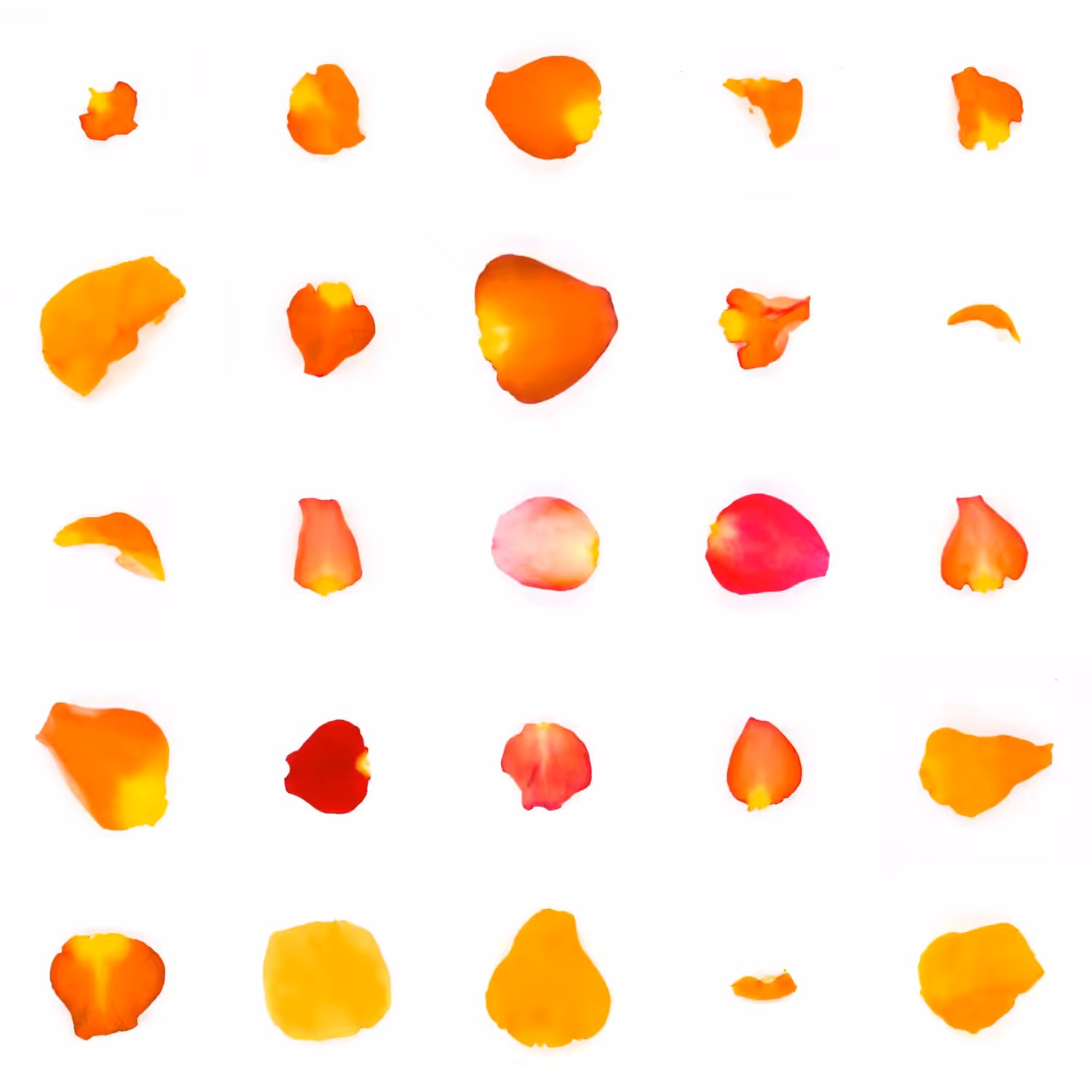Infinite Petals 5x5#20511