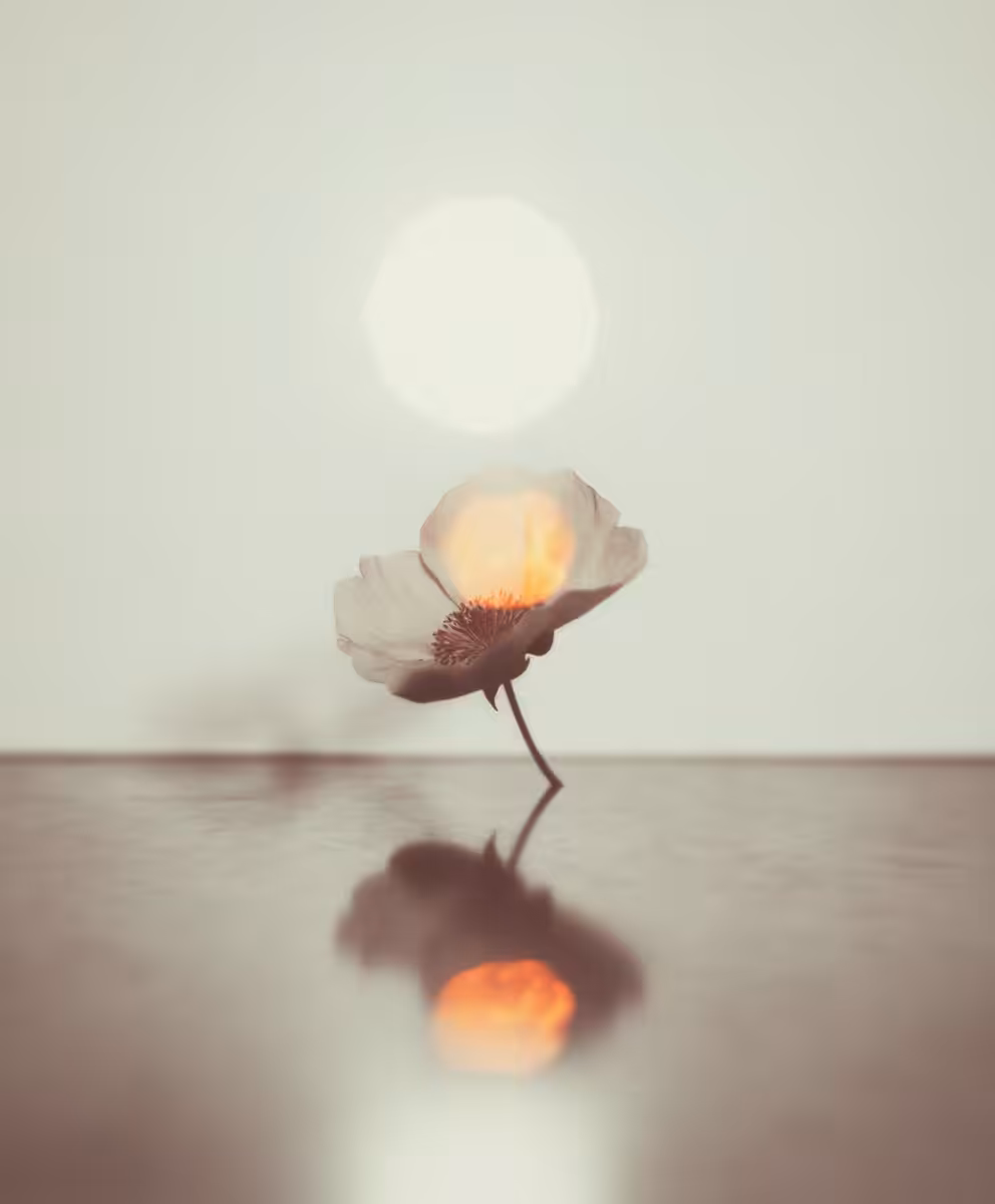 Bloom