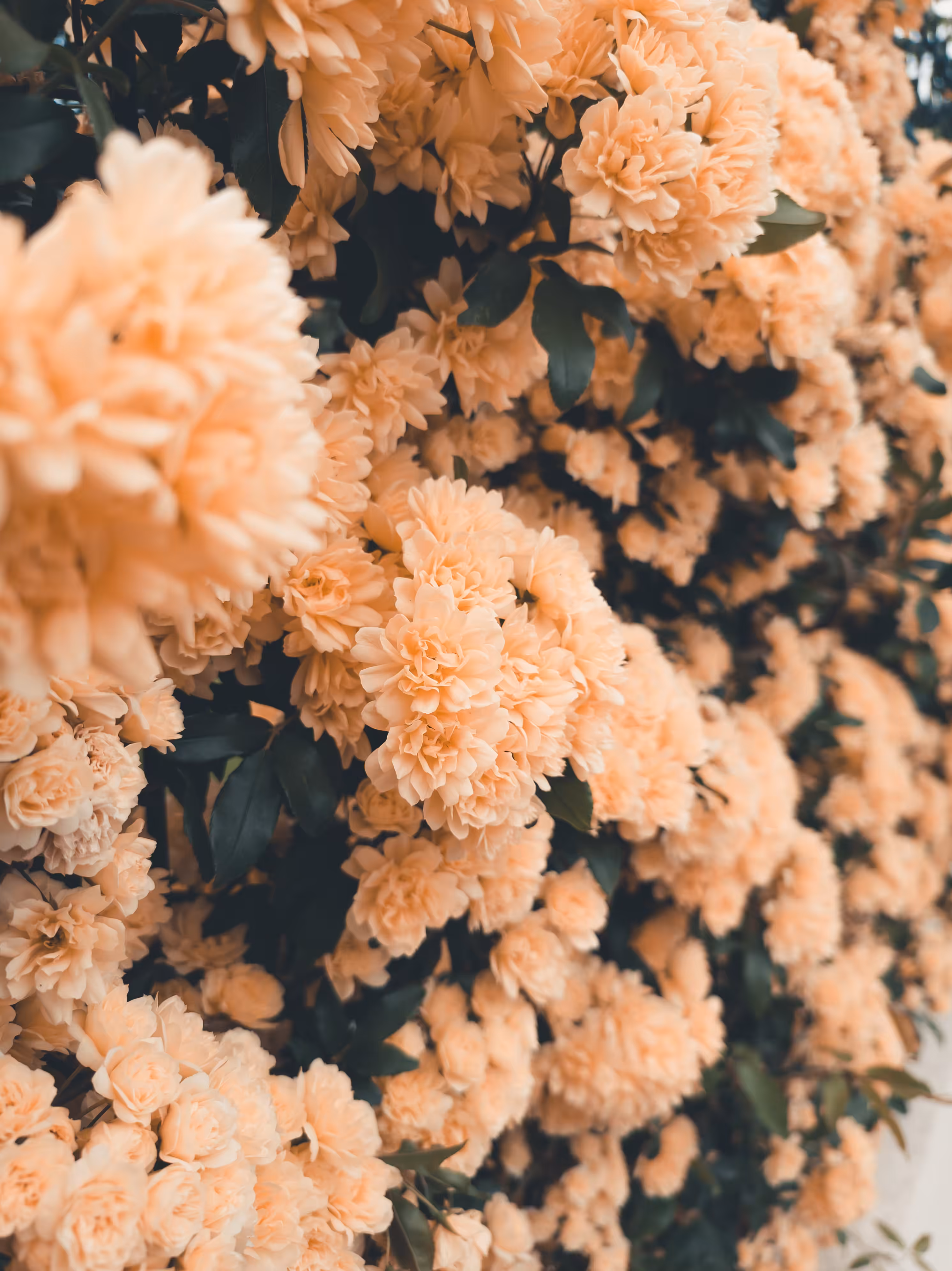Roadside Flowers  | objkt4objkt