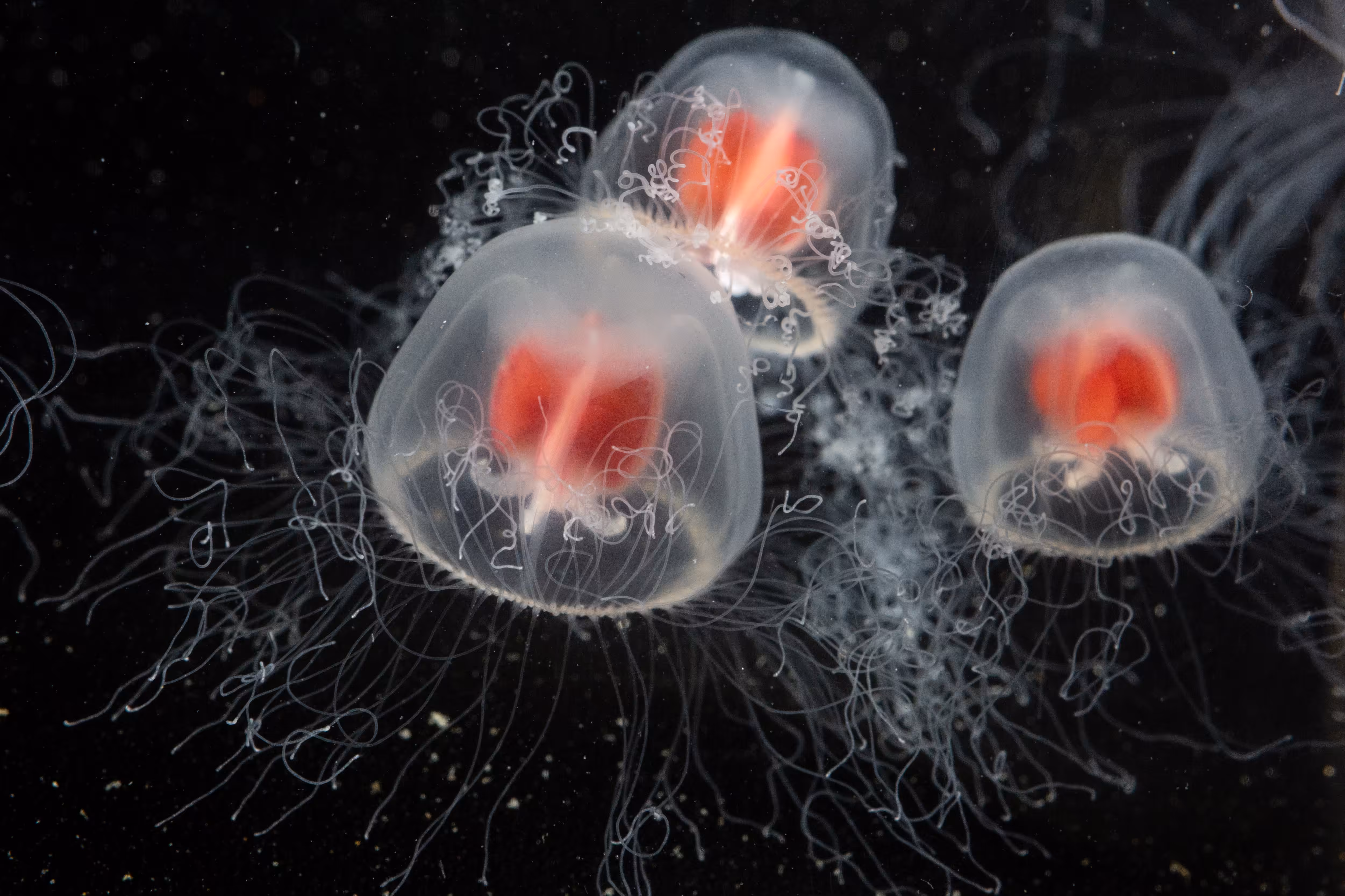 Turritopsis rubra