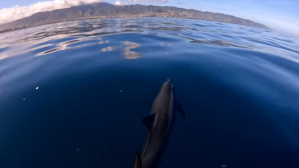 Majestic Dolphin Video