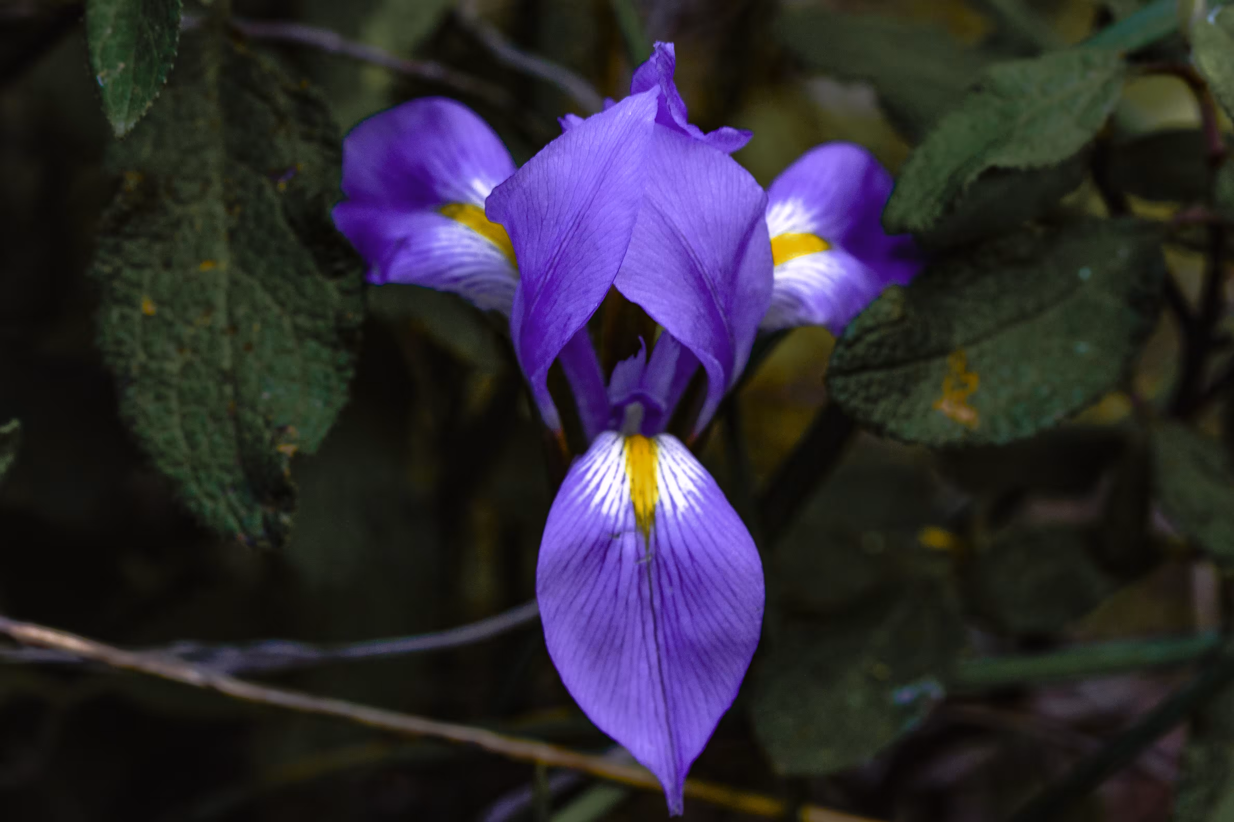 Algerian Iris Blooms