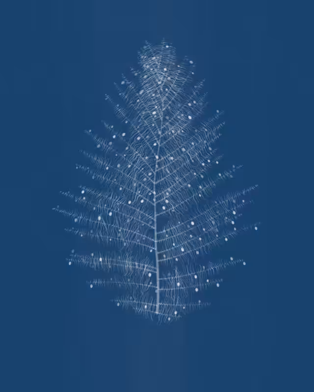 Cyanotypes #7