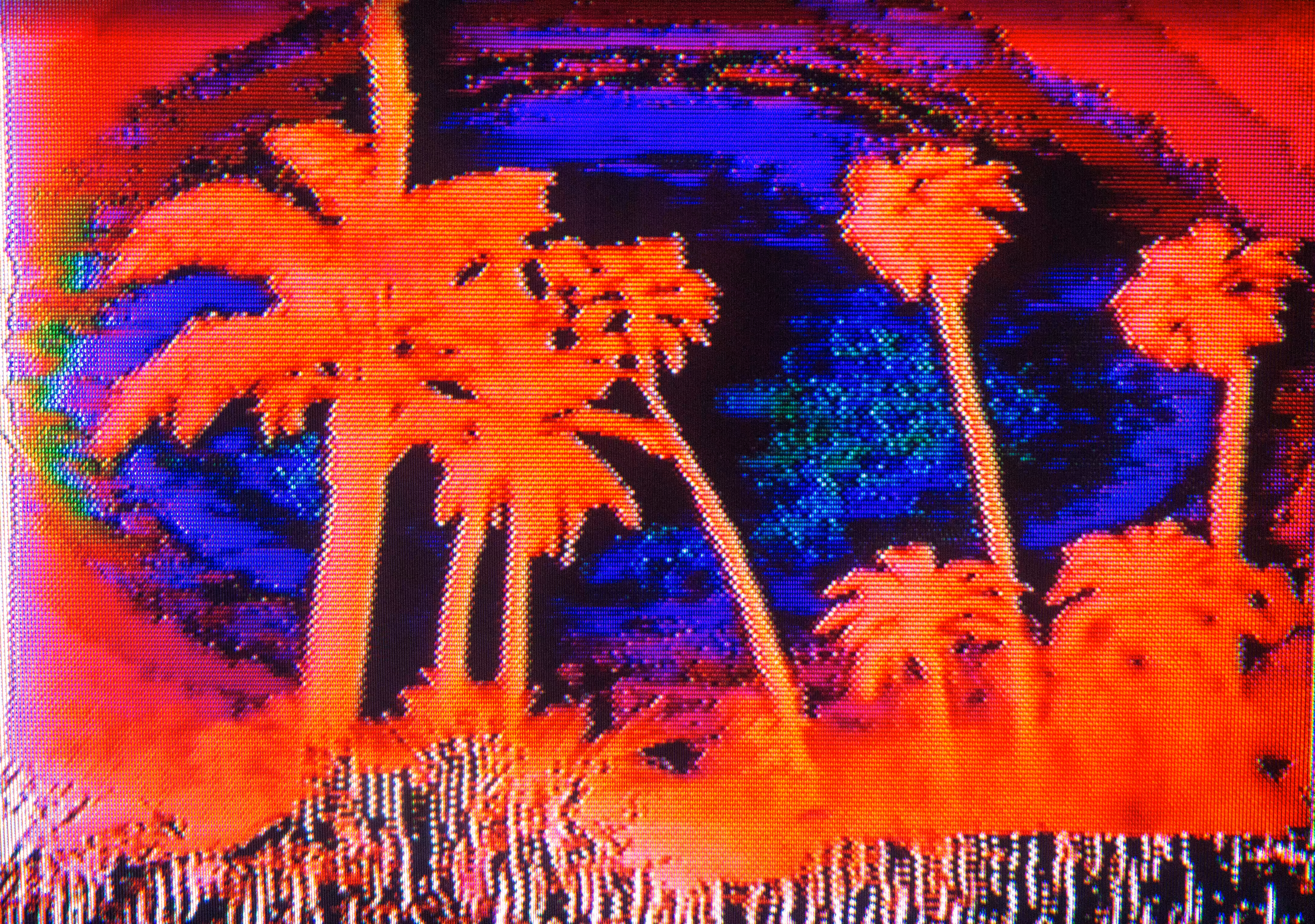 red palm