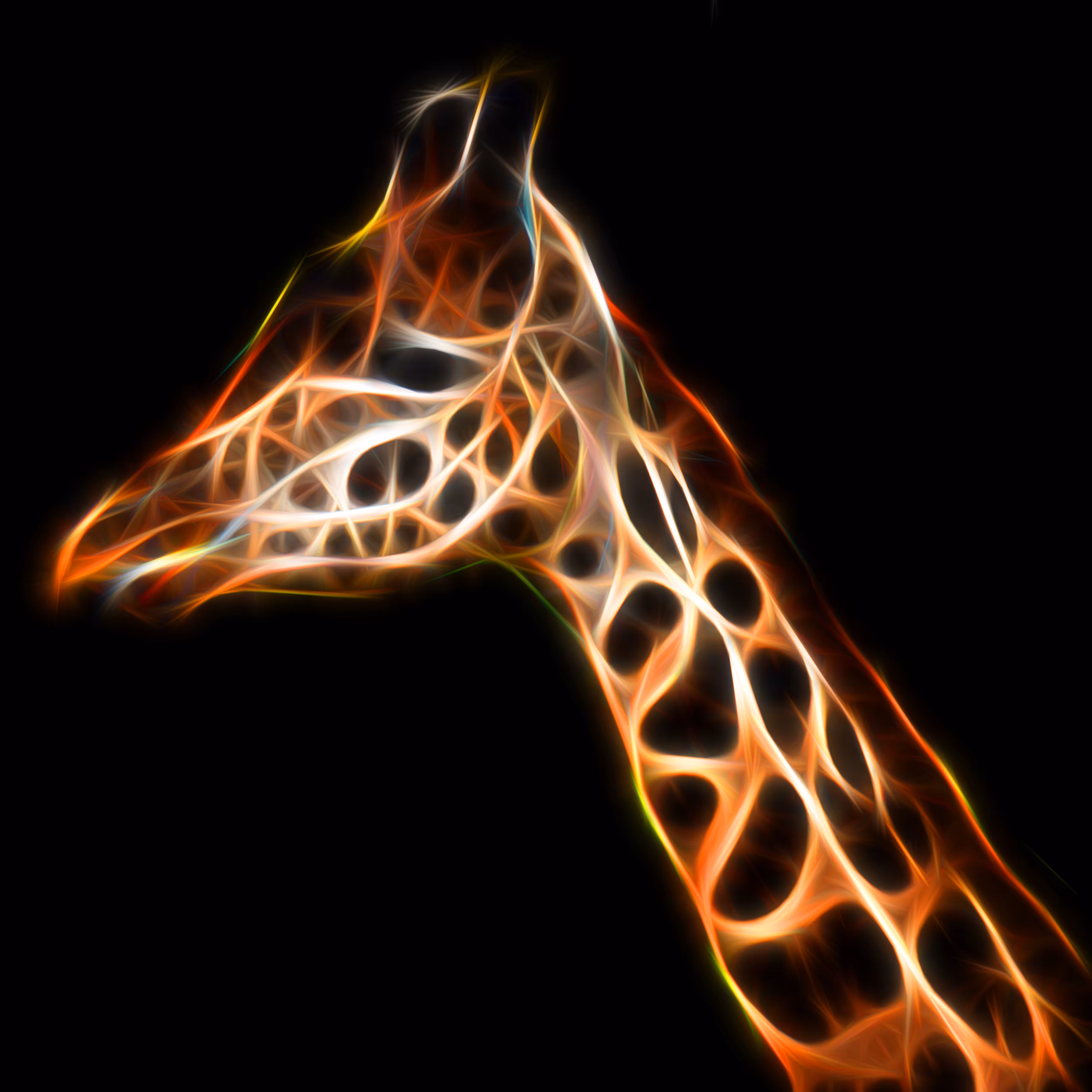 Giraffe 
