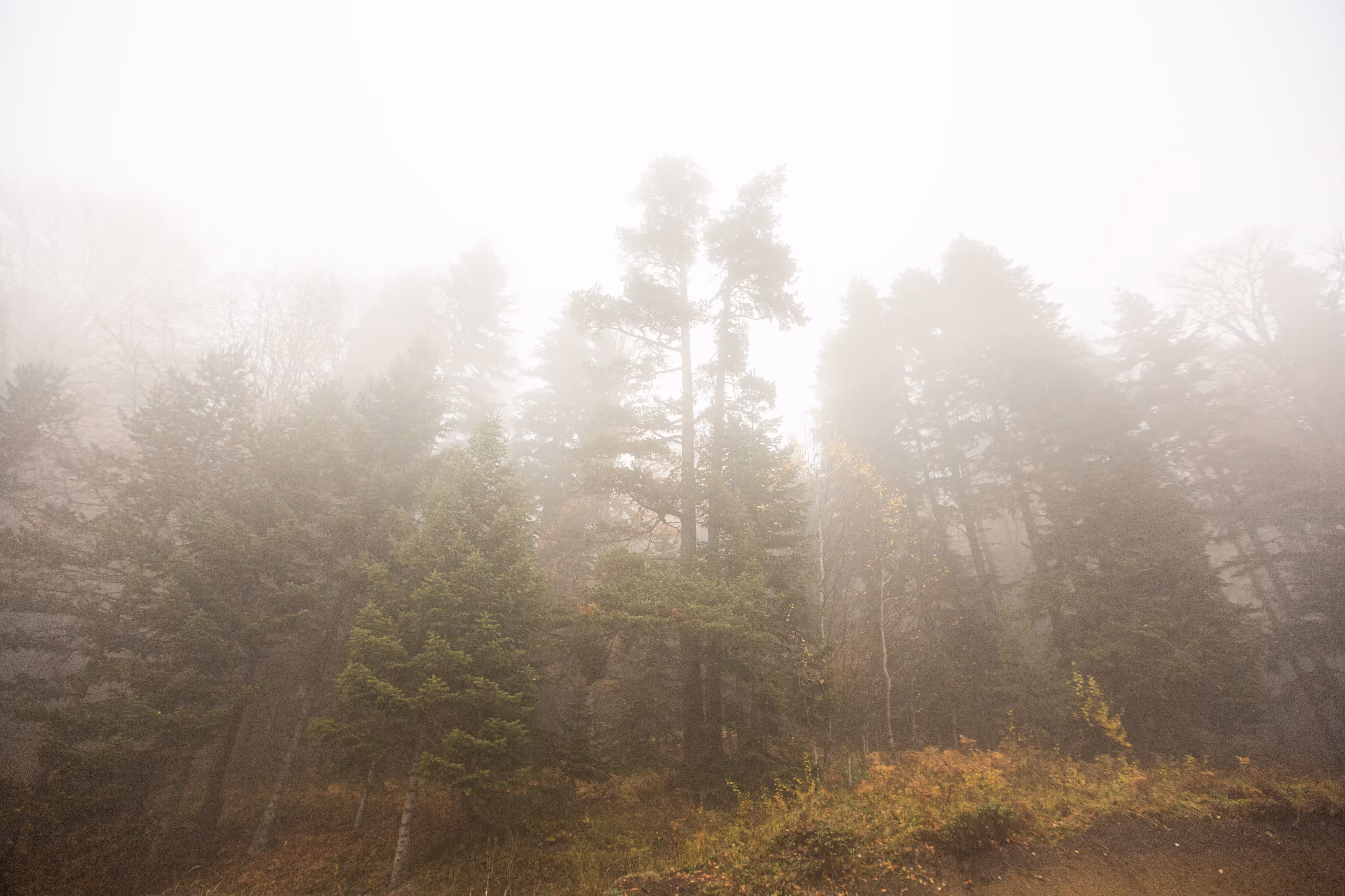 Colors Of Nature #4