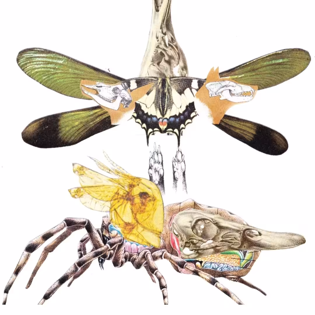 Specimen of Becoming