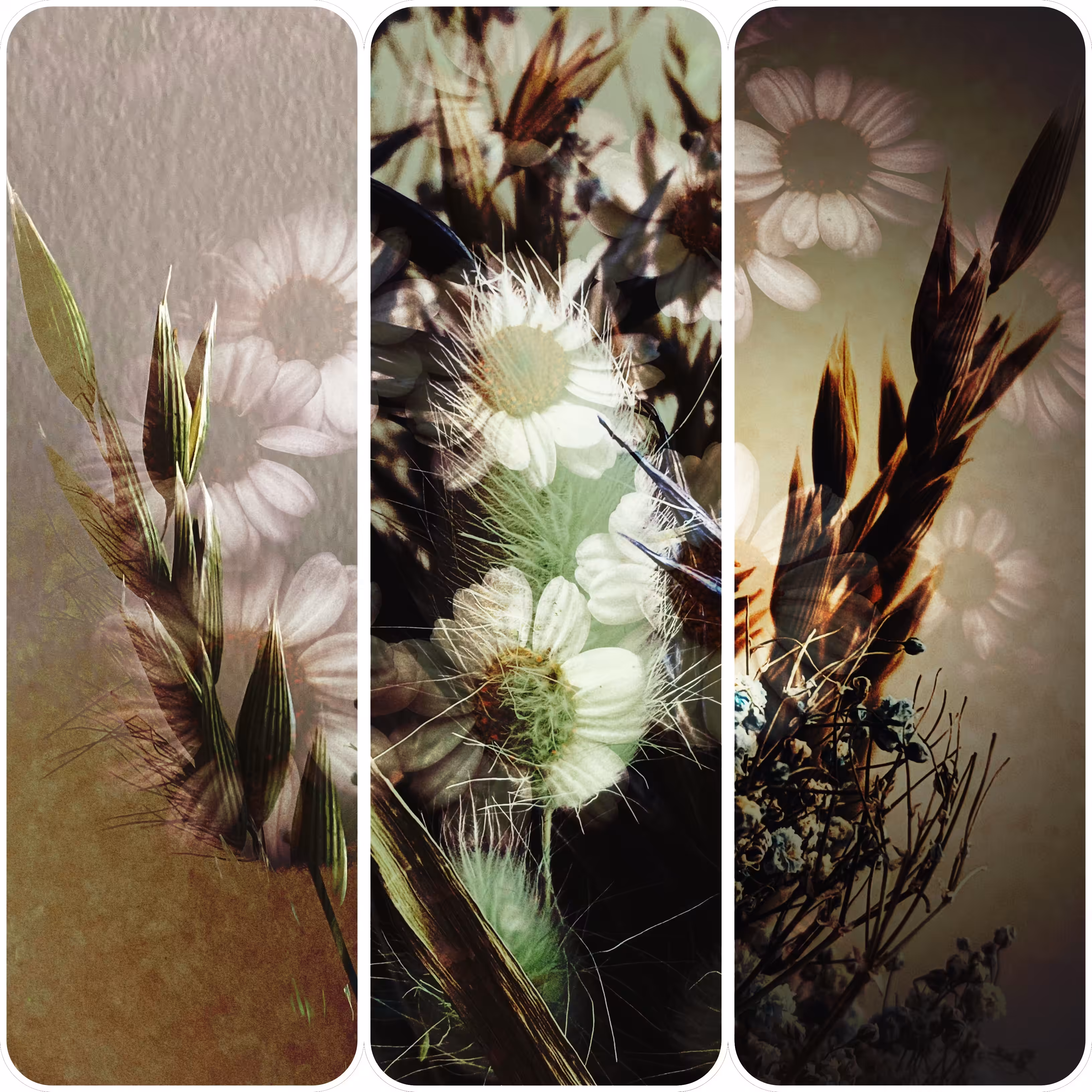 Floral Noise: Pushing up Daisies 