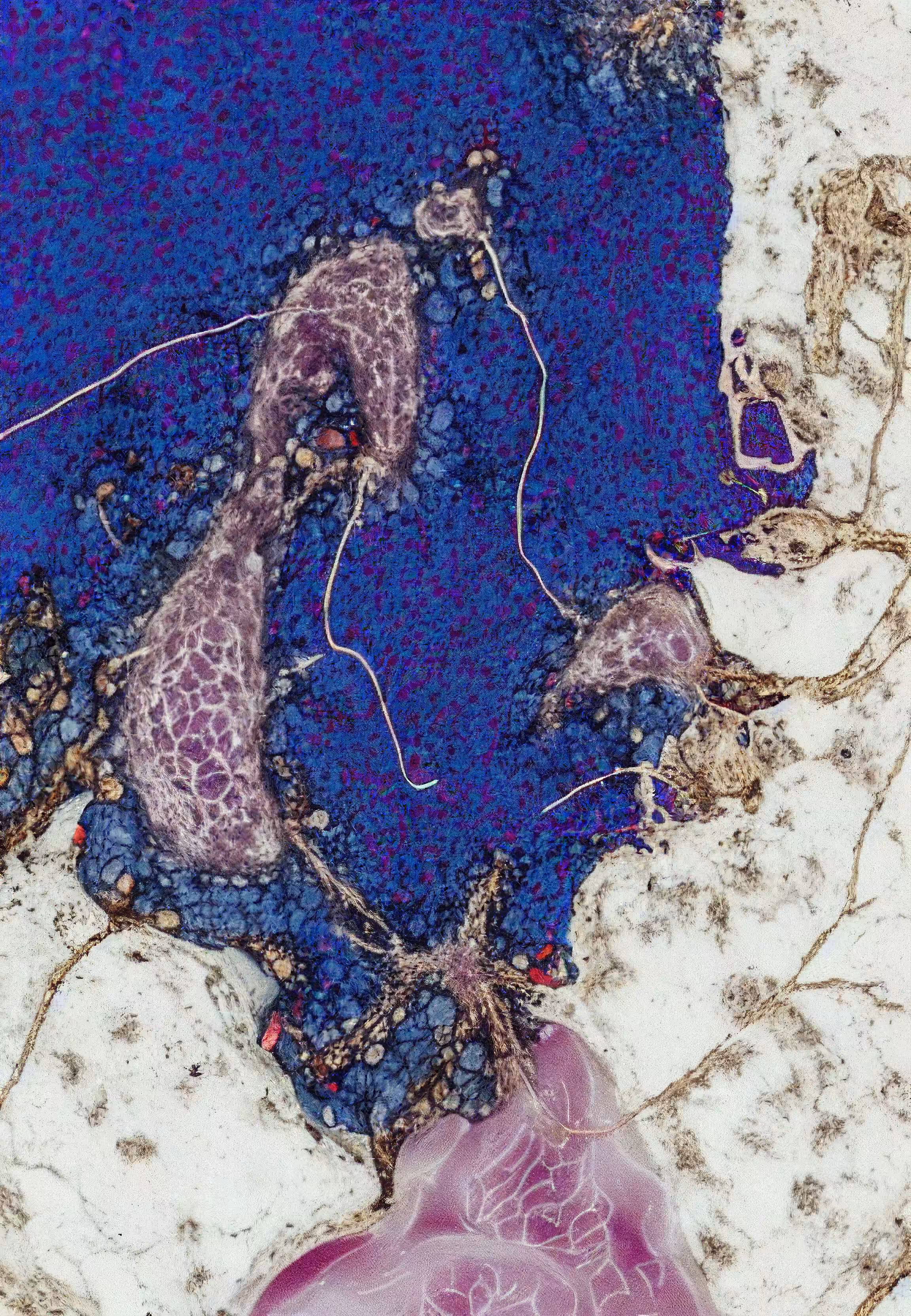 Histologia In Silico #263