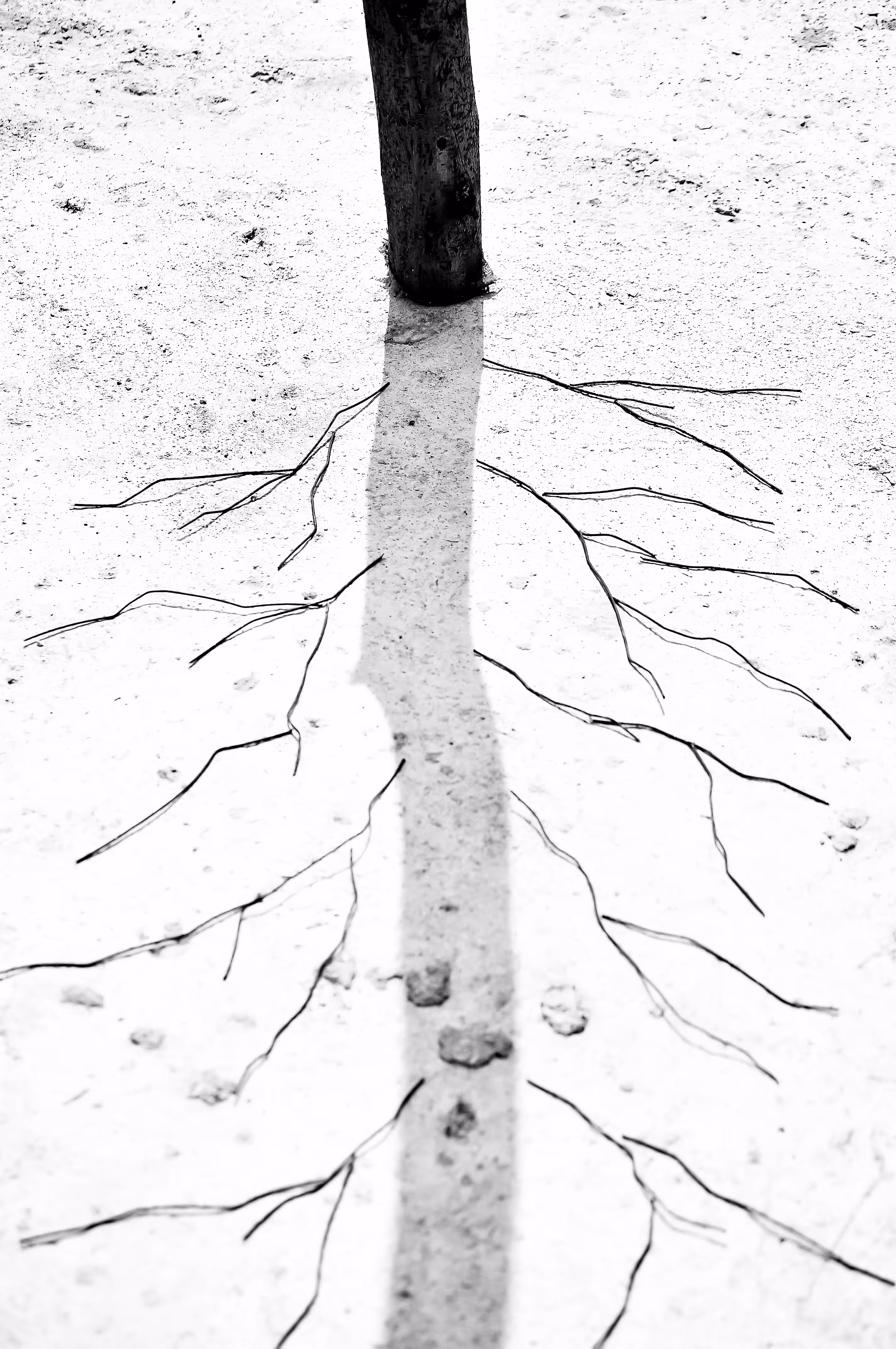 Shadow Three 1998