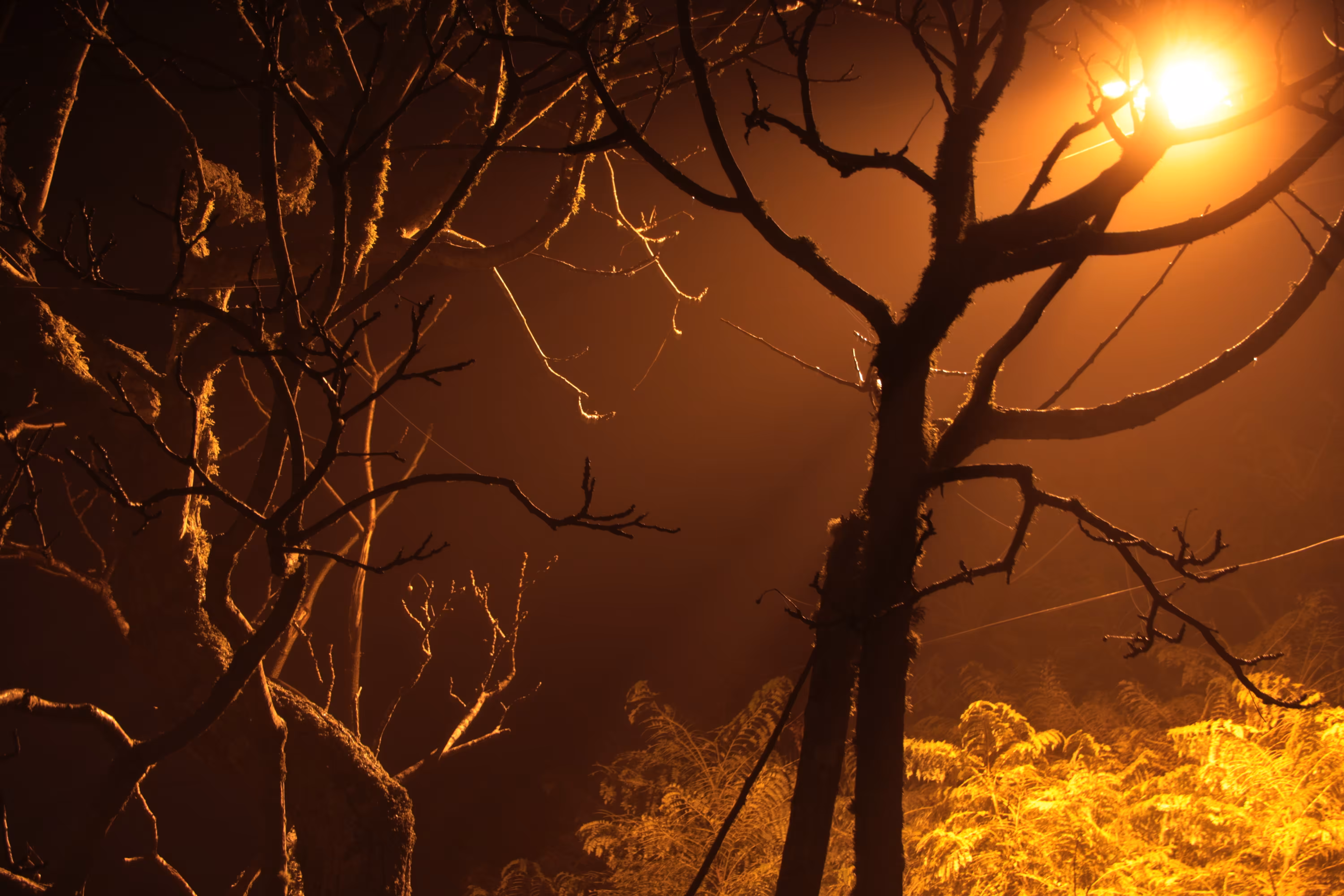a fickle light #11