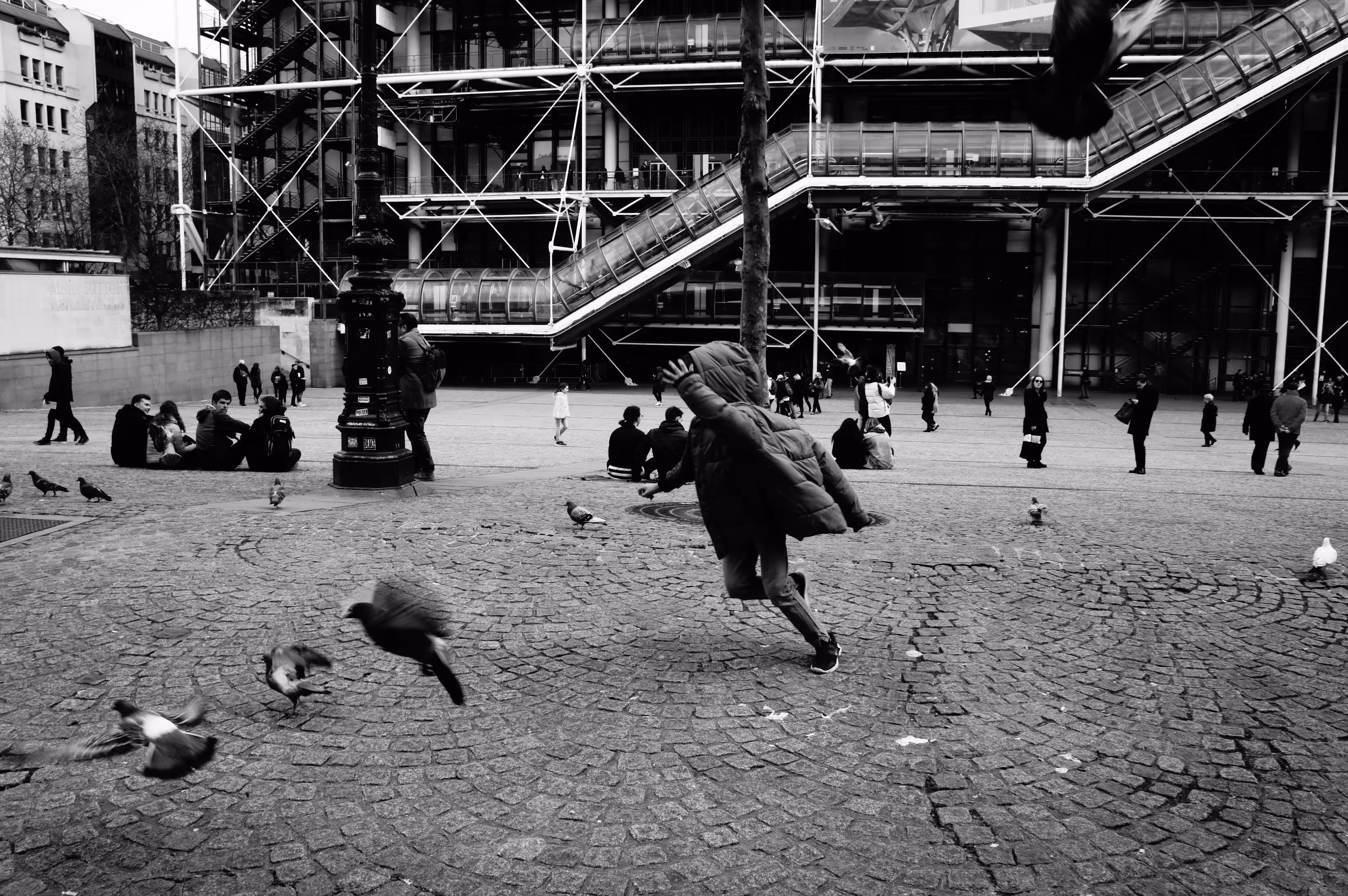 Pigeons Game