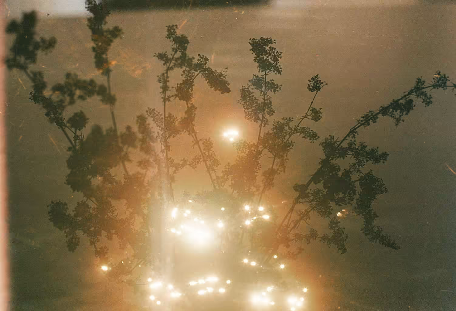 midsummer shine
