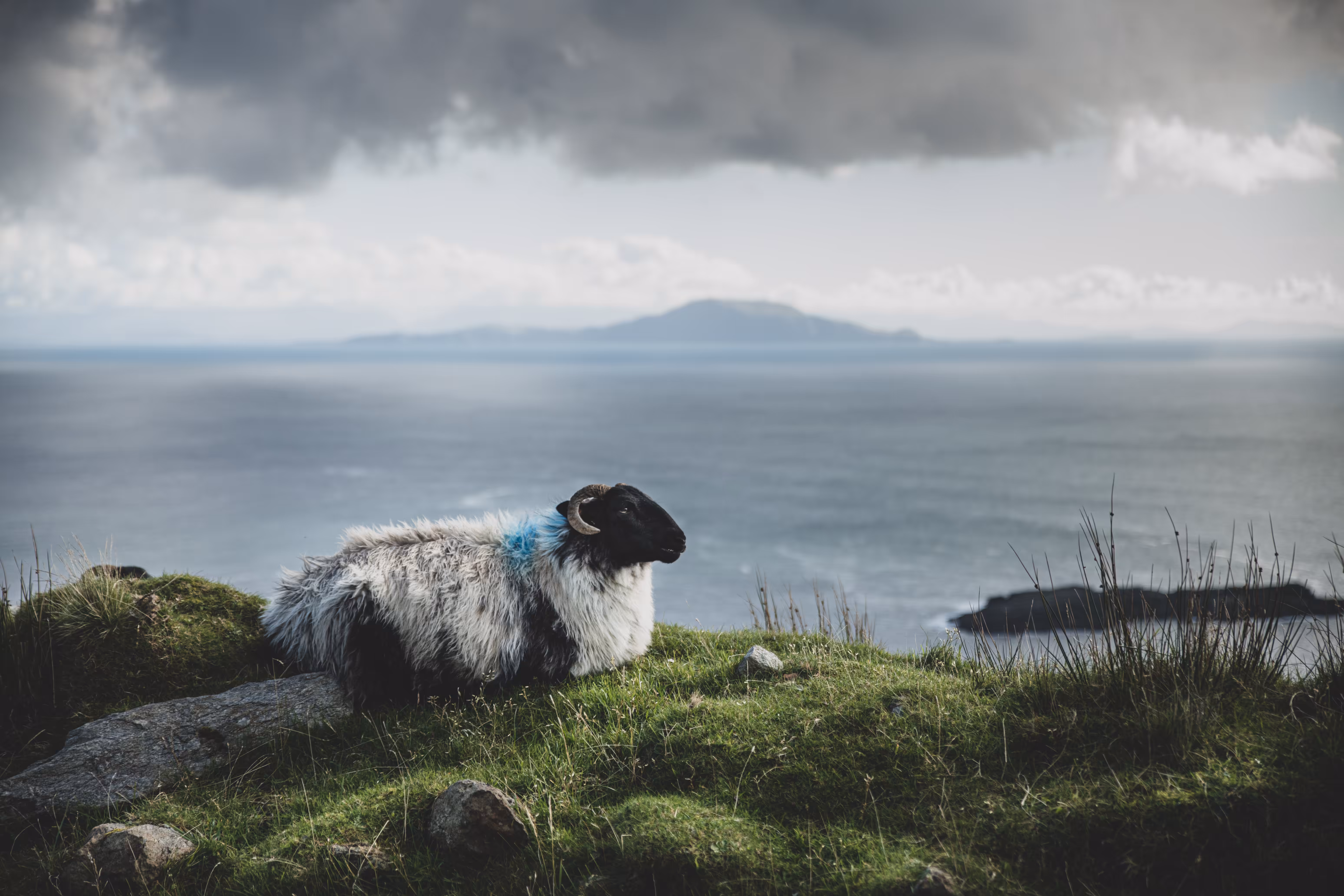 Sheep X Jure Kralj