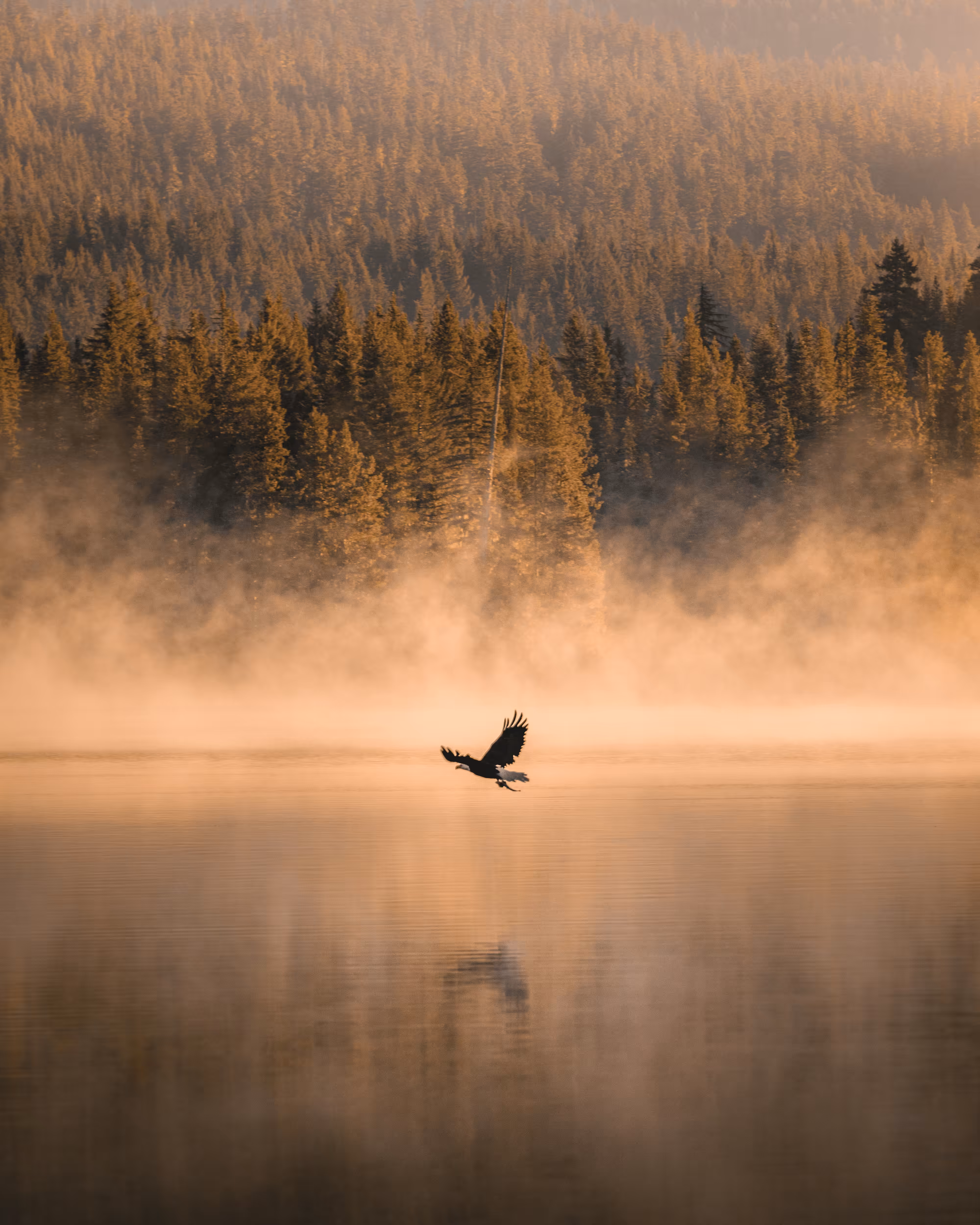 #46: Elegant Eagle