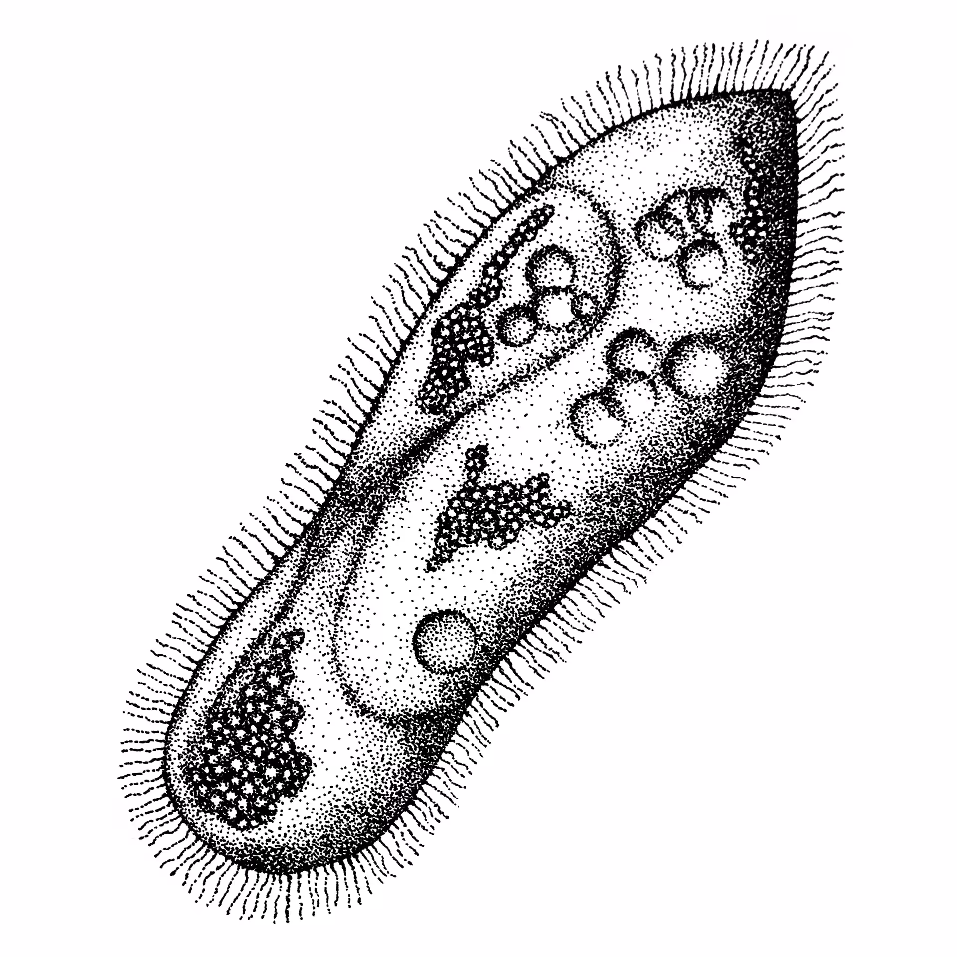 Paramecium