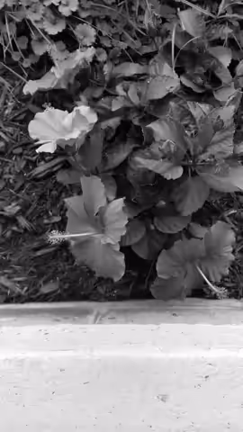 Hibiscus 11