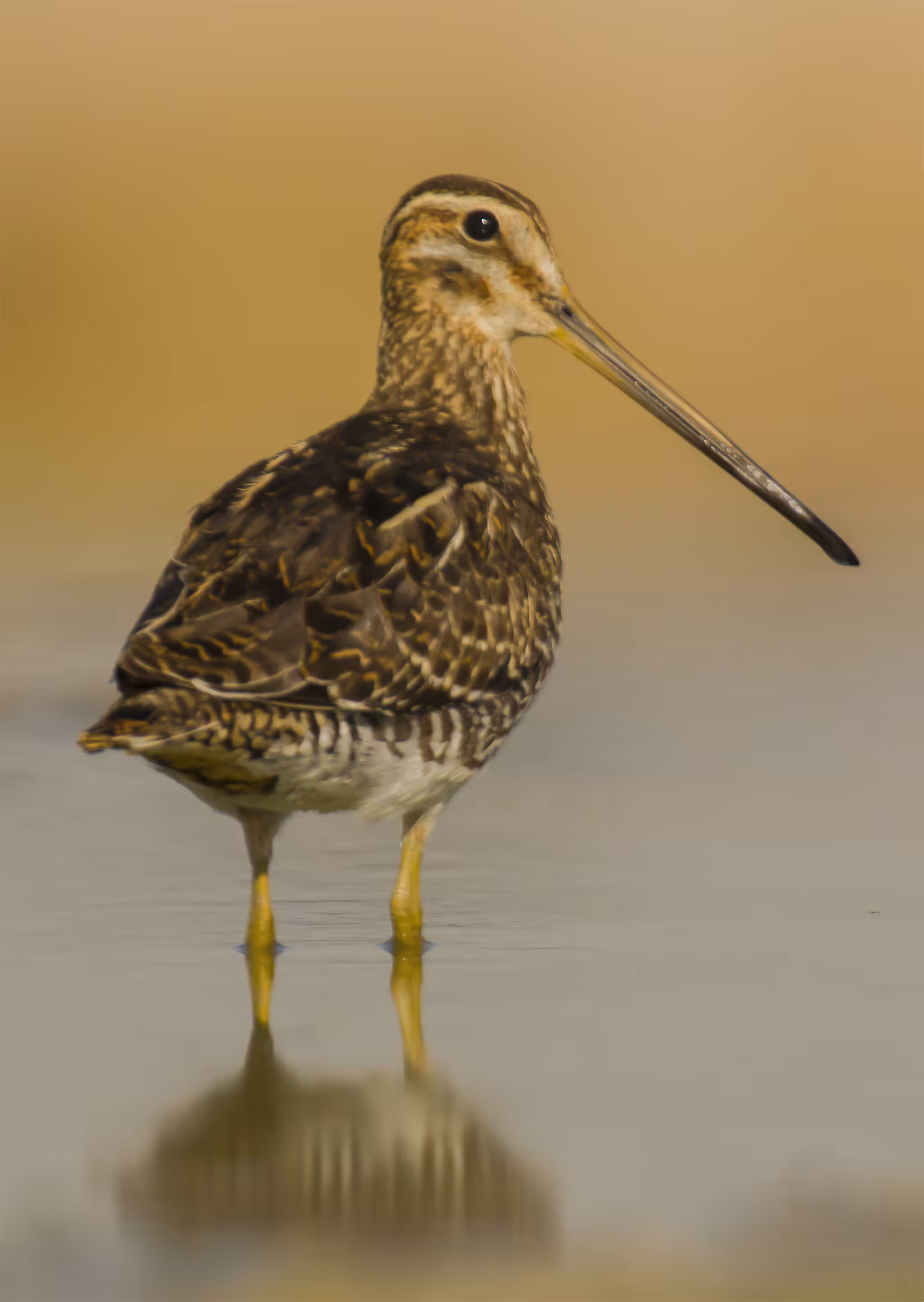 Common Snipe