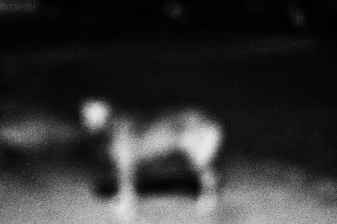 Carpe Noctum #25