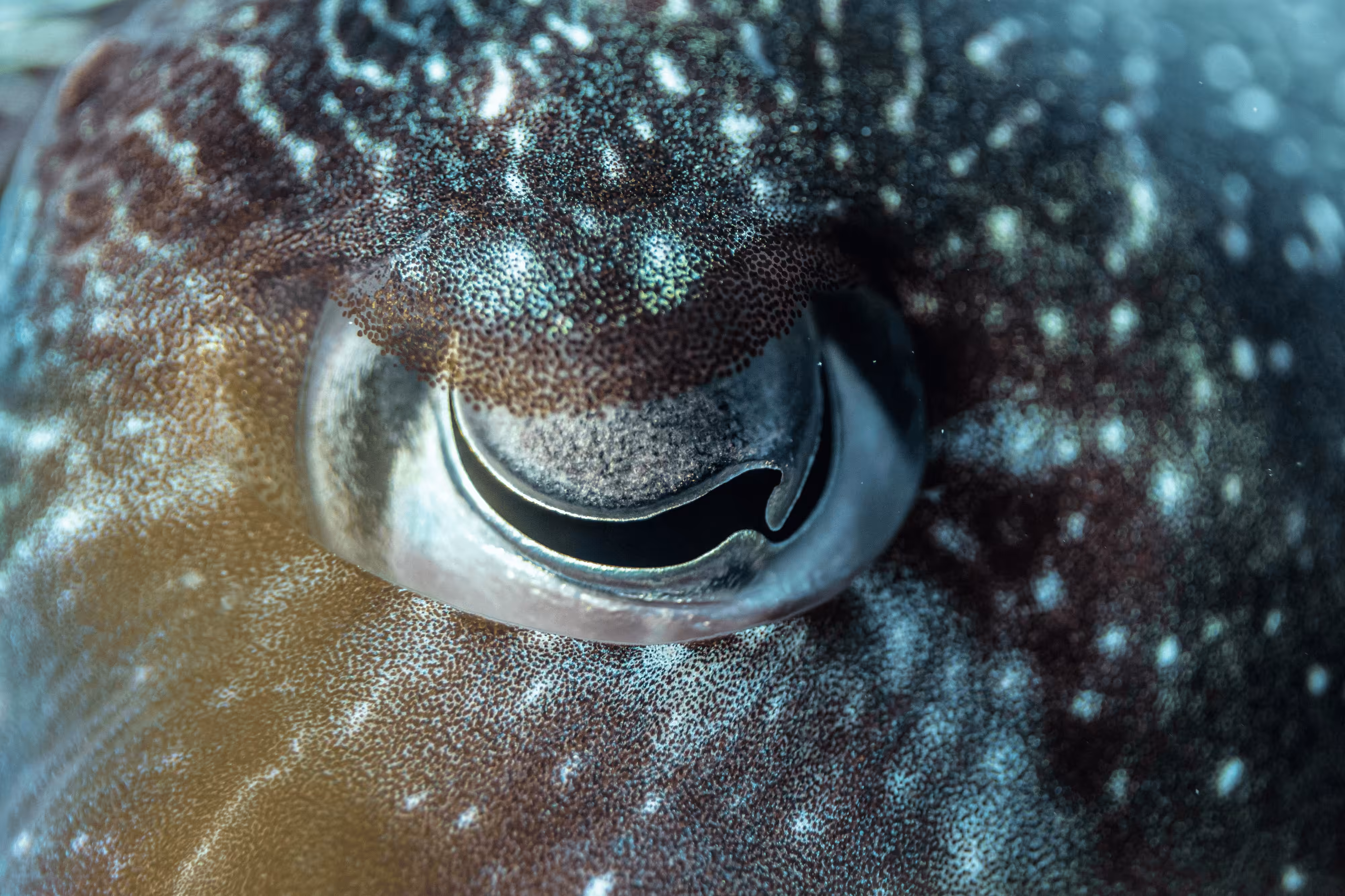 Below-Ocean: WEye